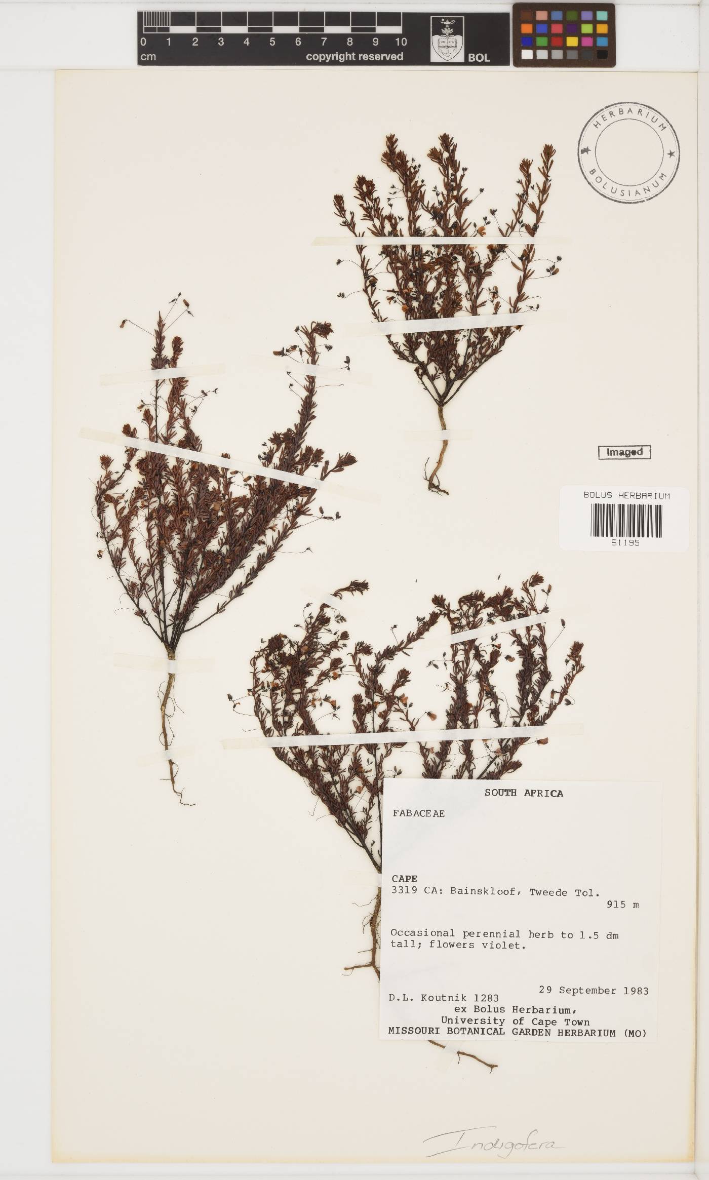 Indigofera filicaulis image