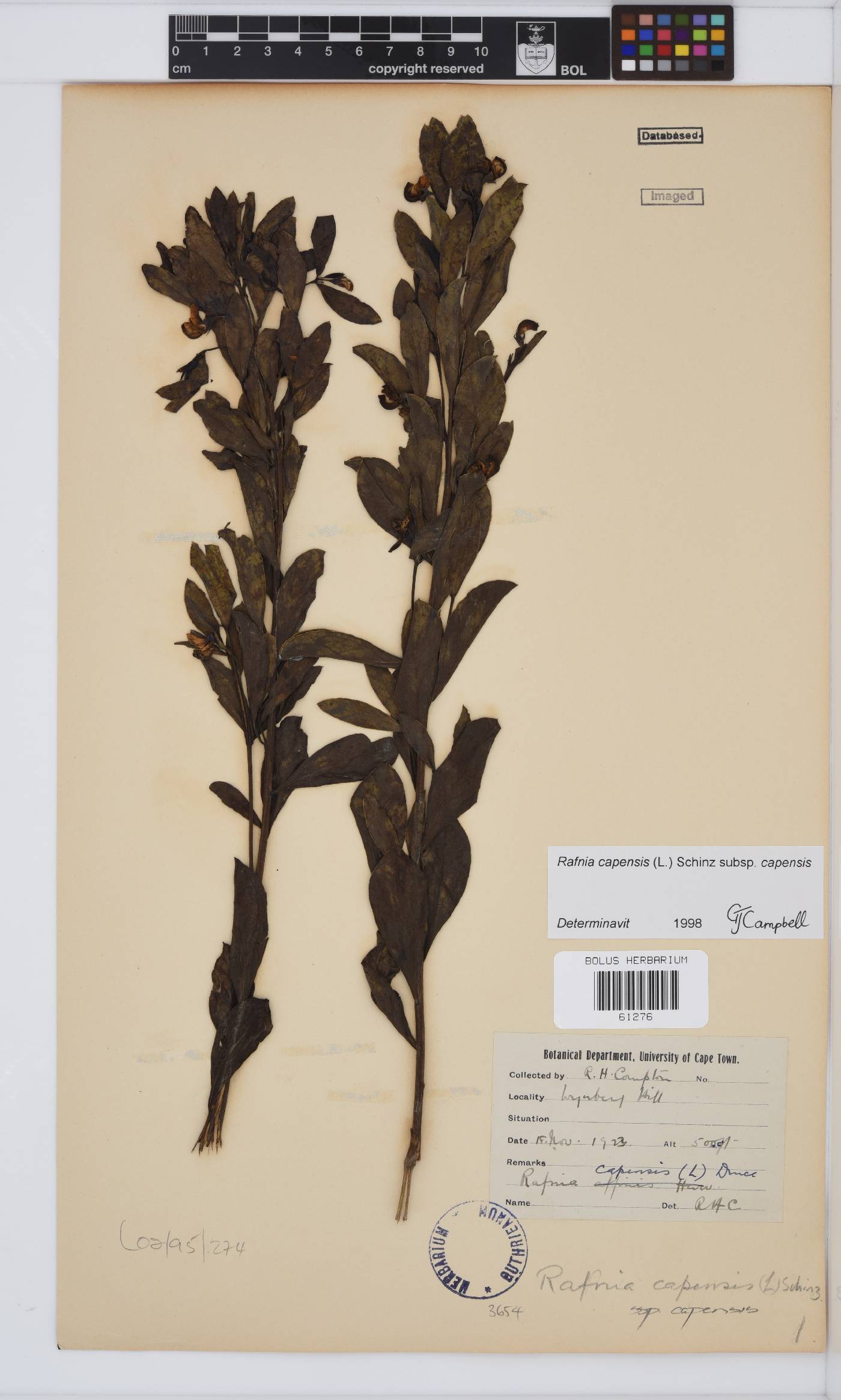 Rafnia capensis image