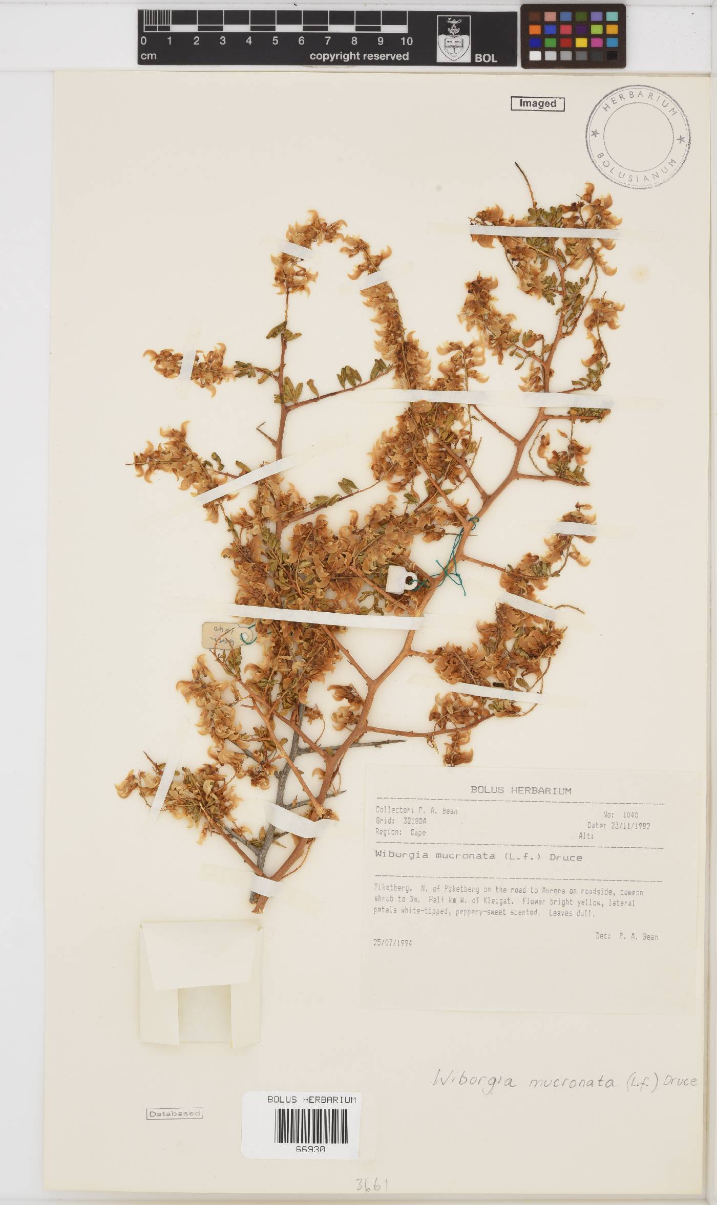 Wiborgia mucronata image