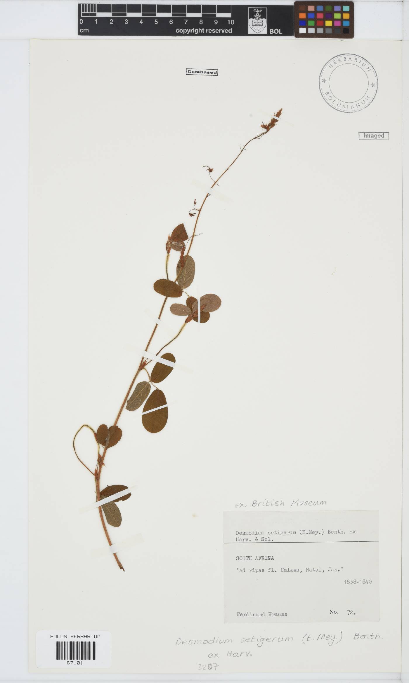 Desmodium setigerum image