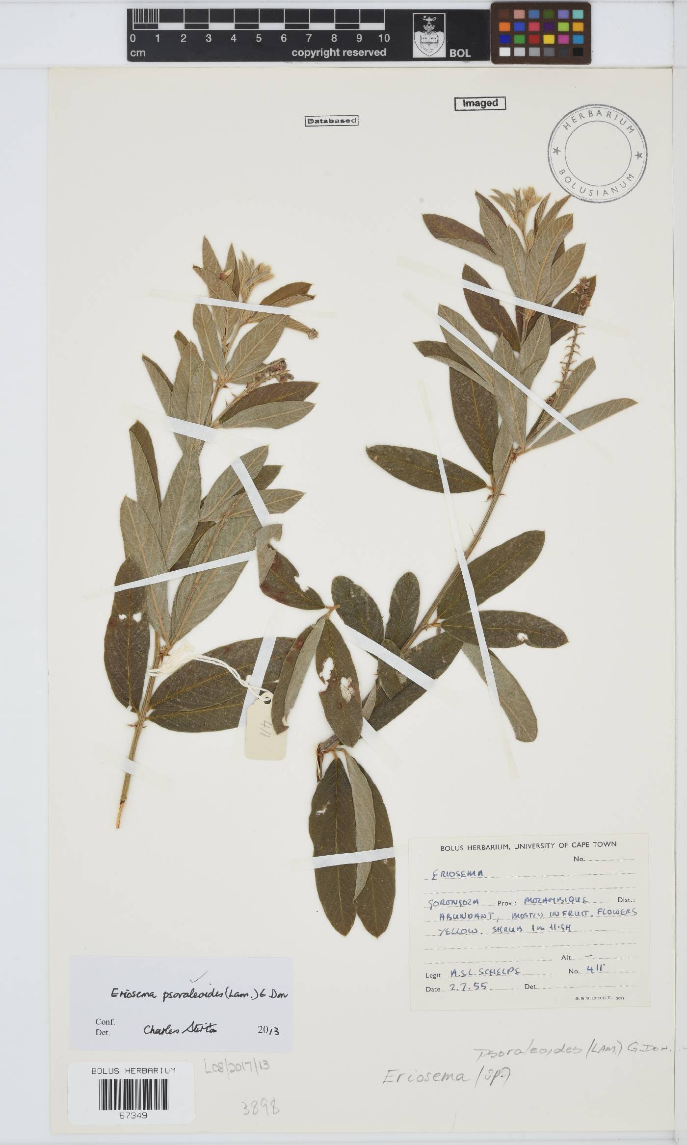 Eriosema image