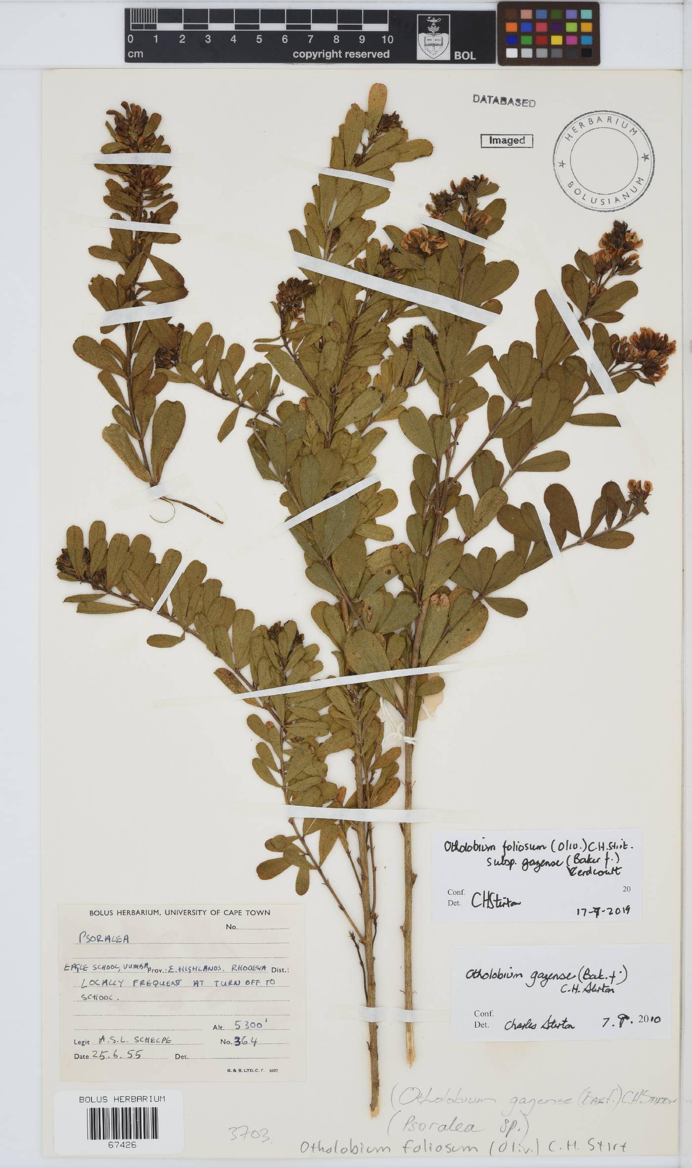 Otholobium foliosum subsp. gazense image