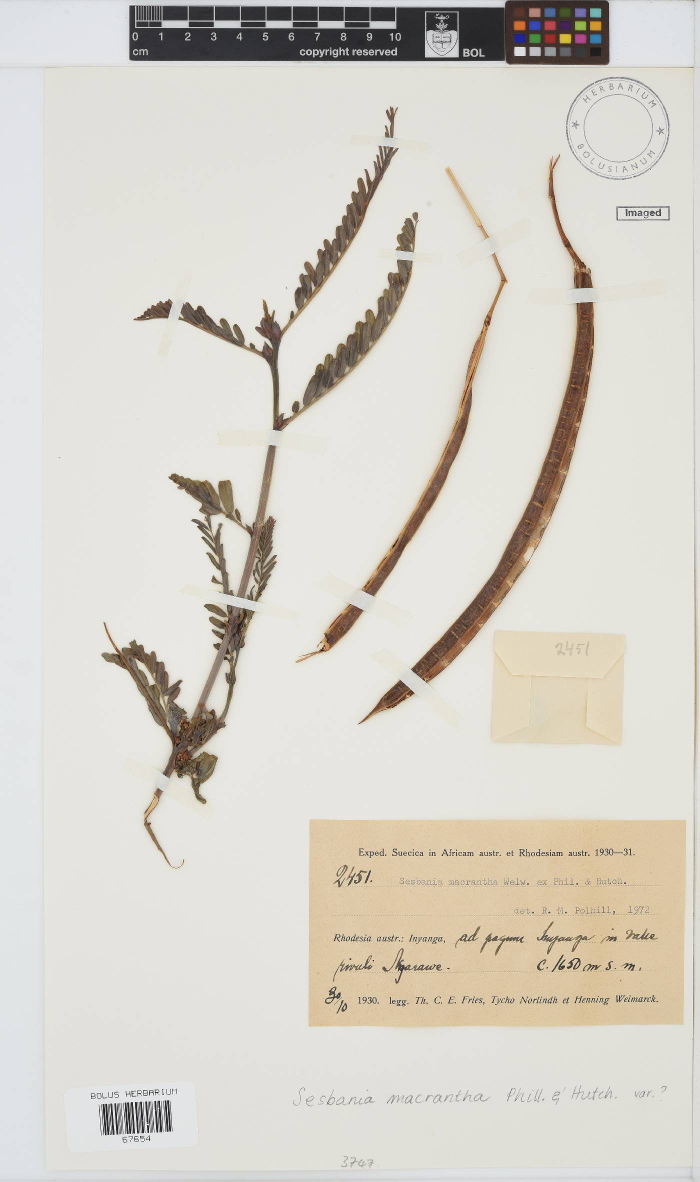 Sesbania macrantha image