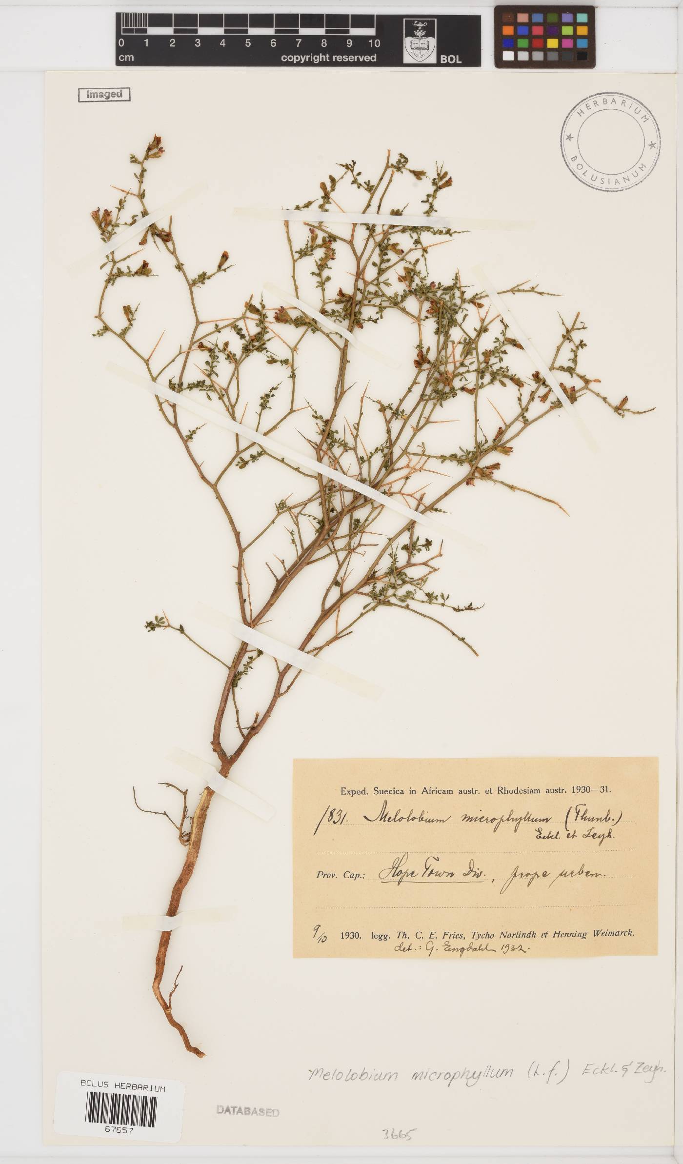 Melolobium microphyllum image
