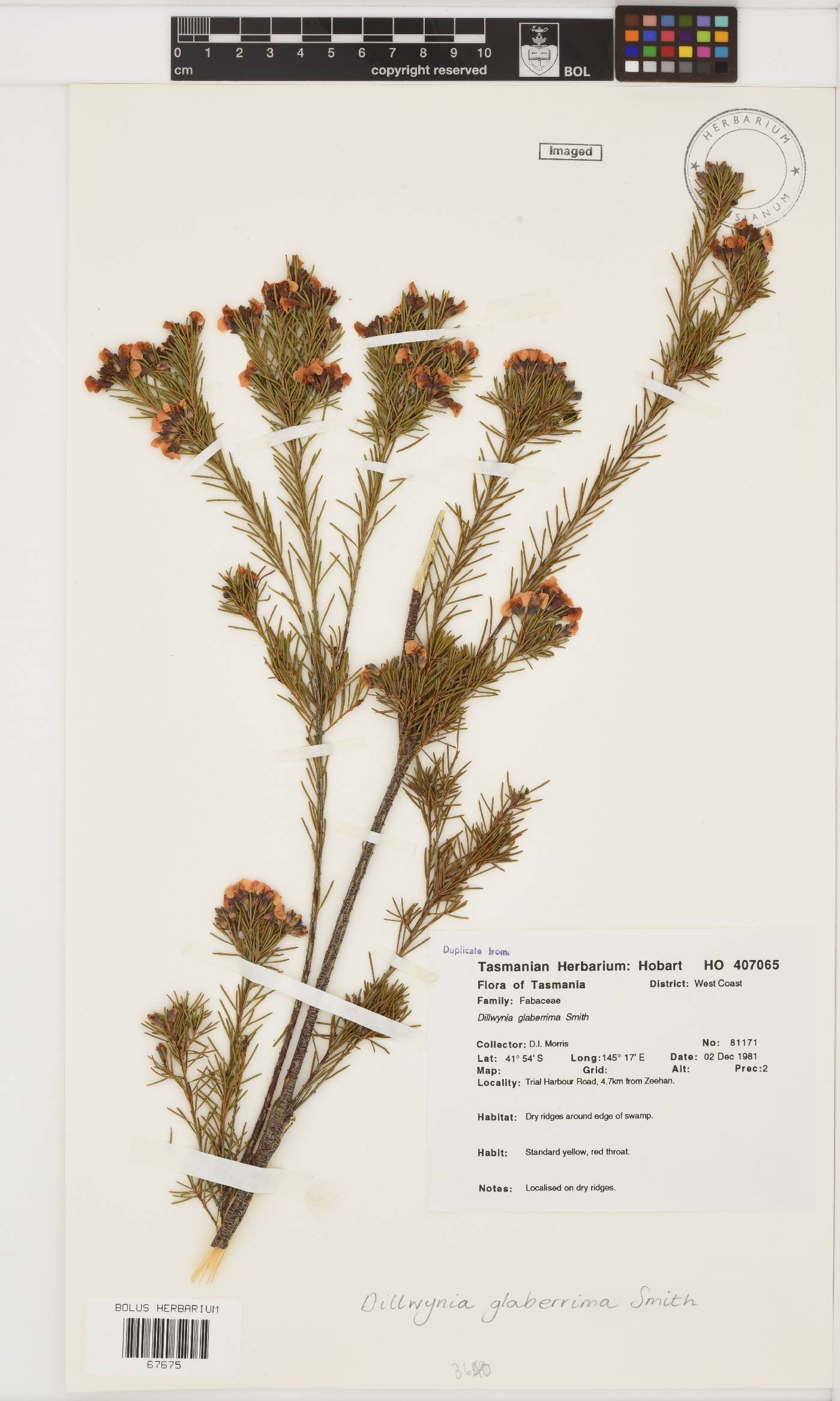 Dillwynia glaberrima image