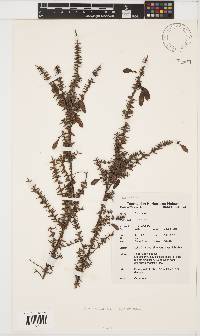 Image of Bossiaea cinerea