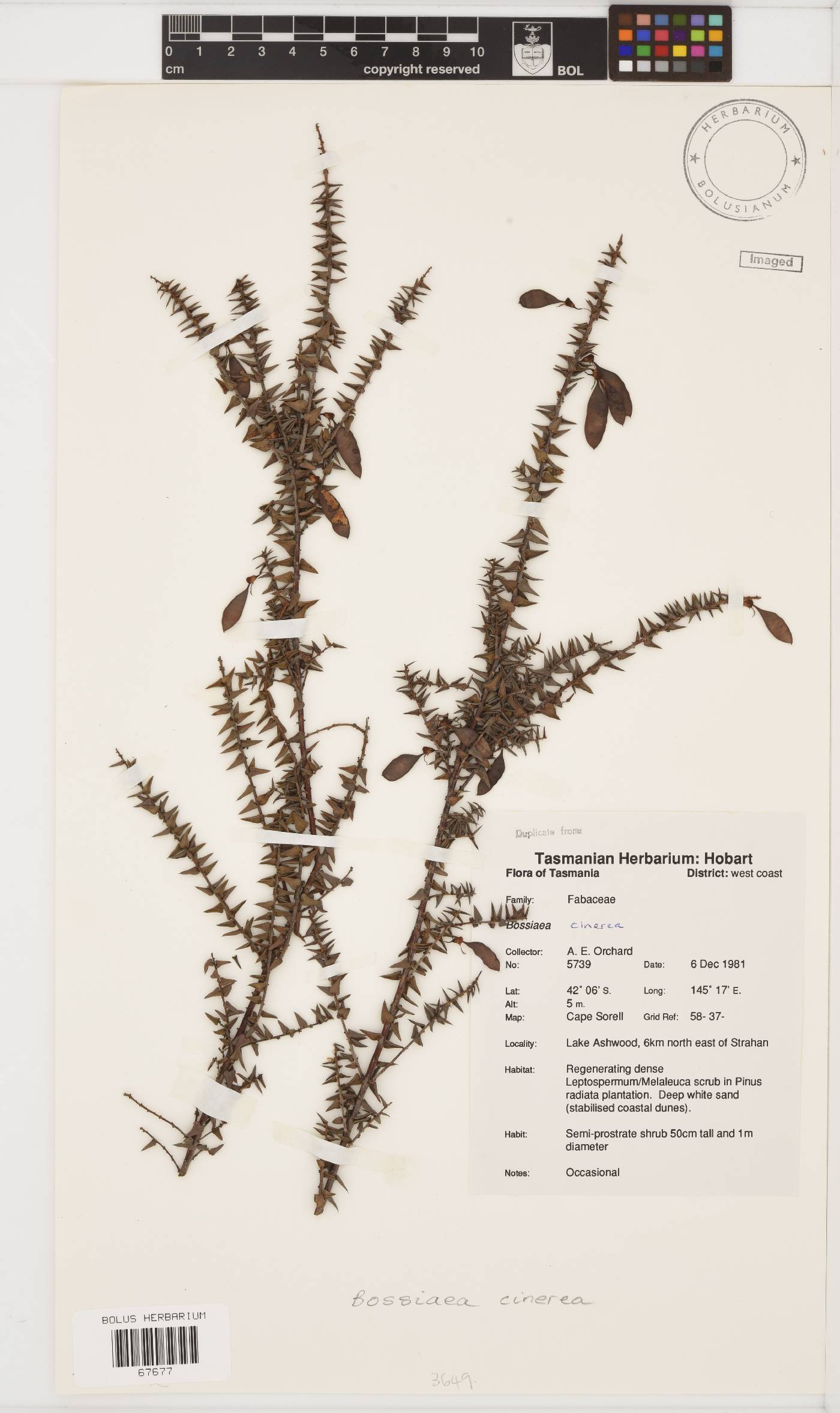 Bossiaea image