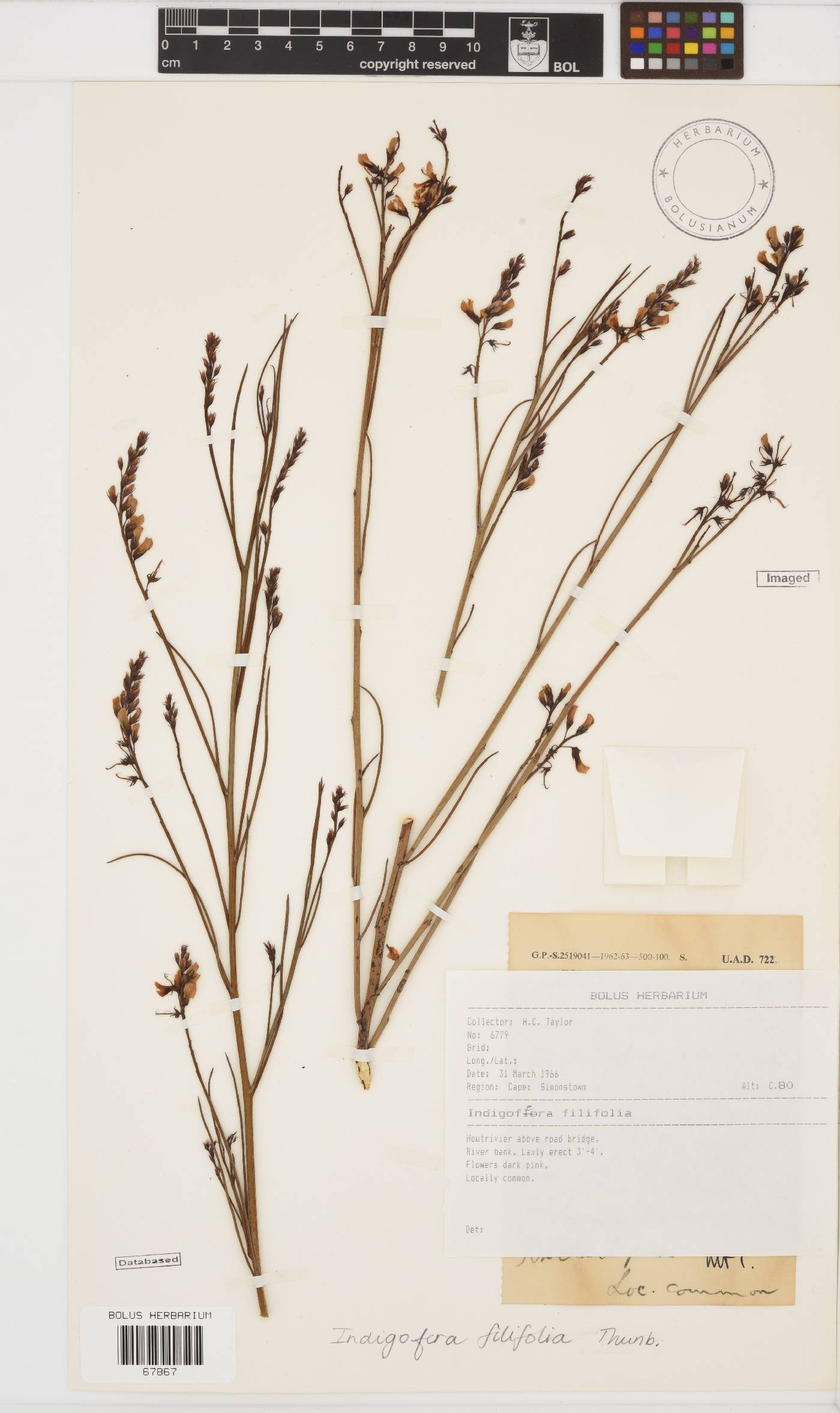 Indigofera filifolia image