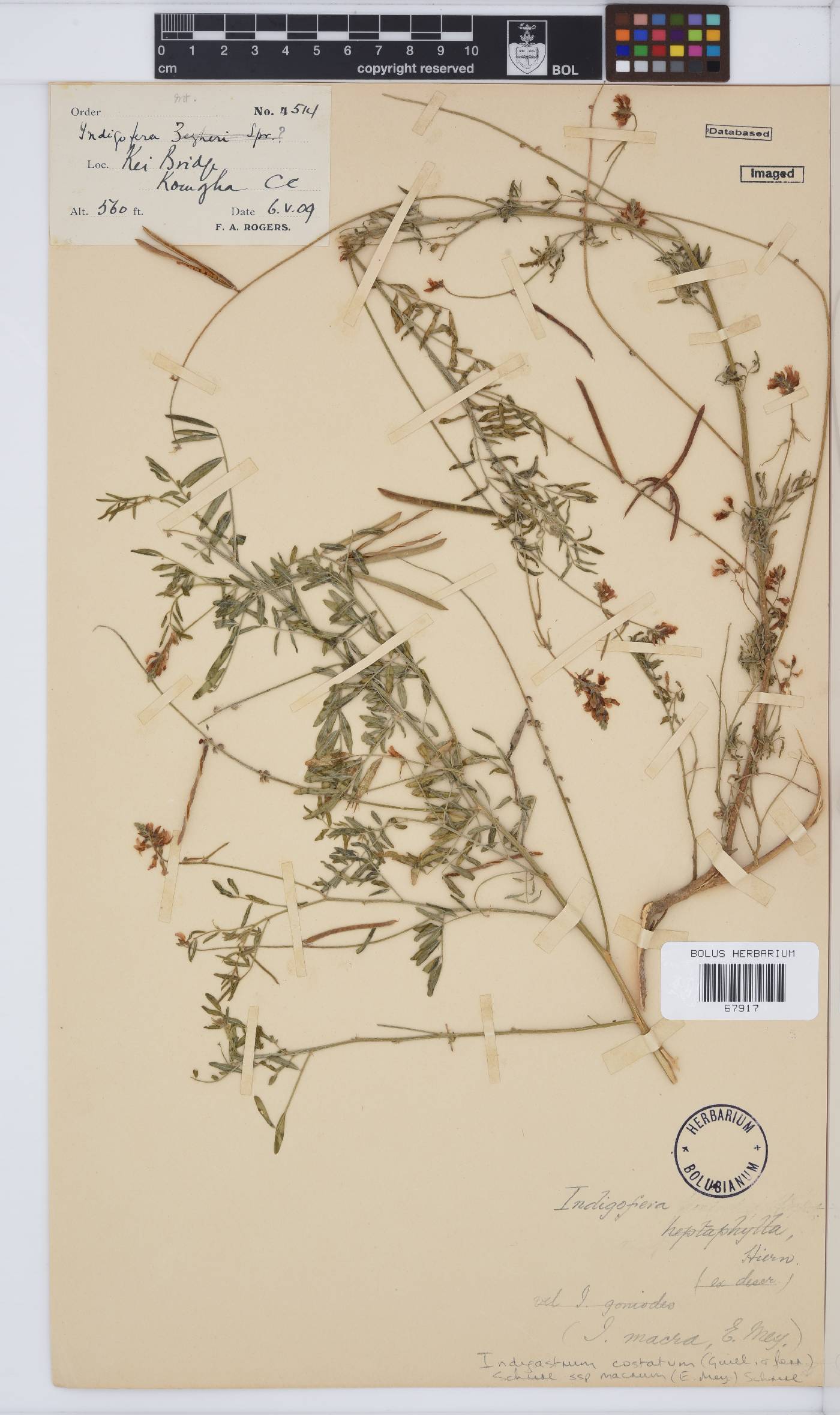 Indigastrum costatum subsp. macrum image