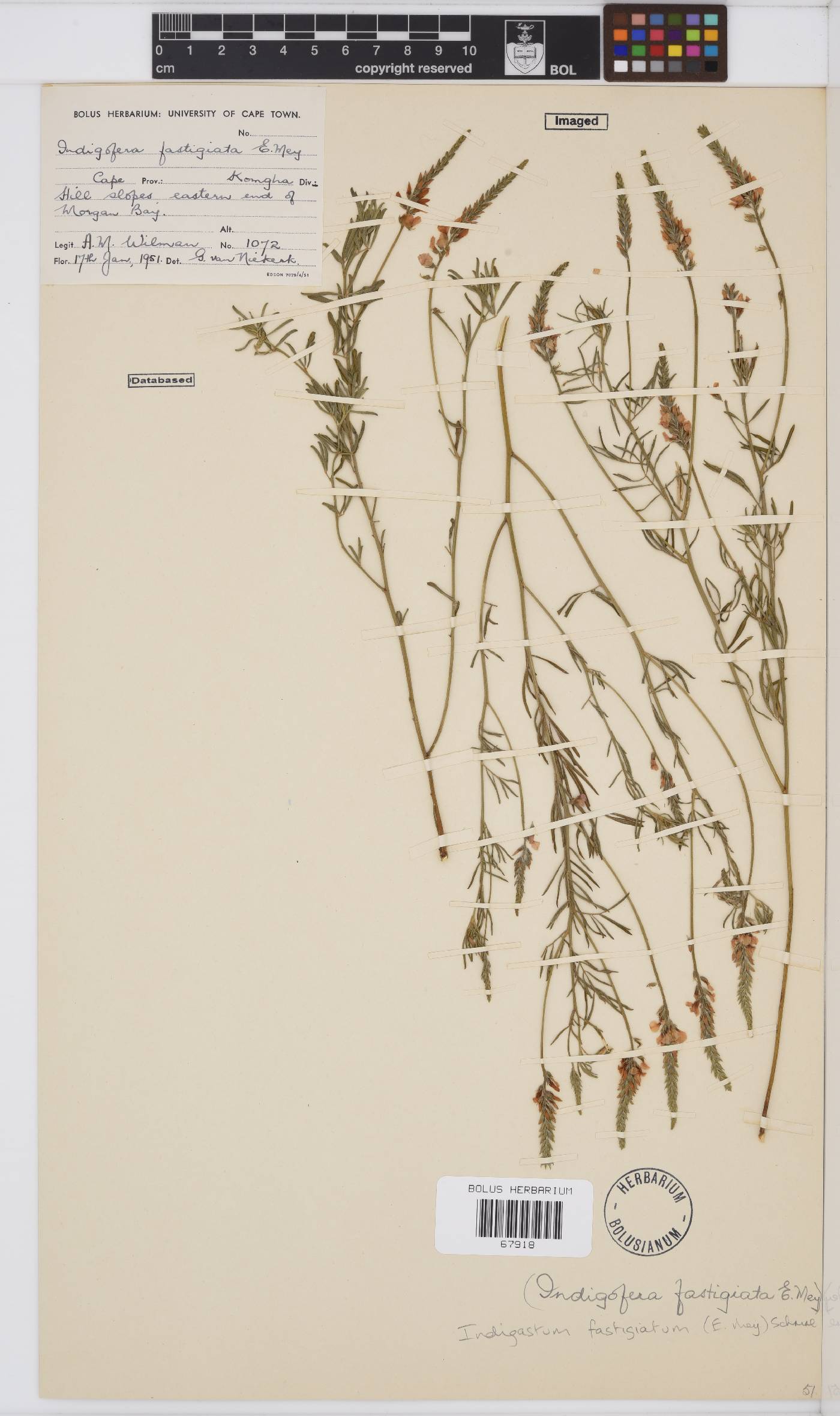 Indigastrum fastigiatum image