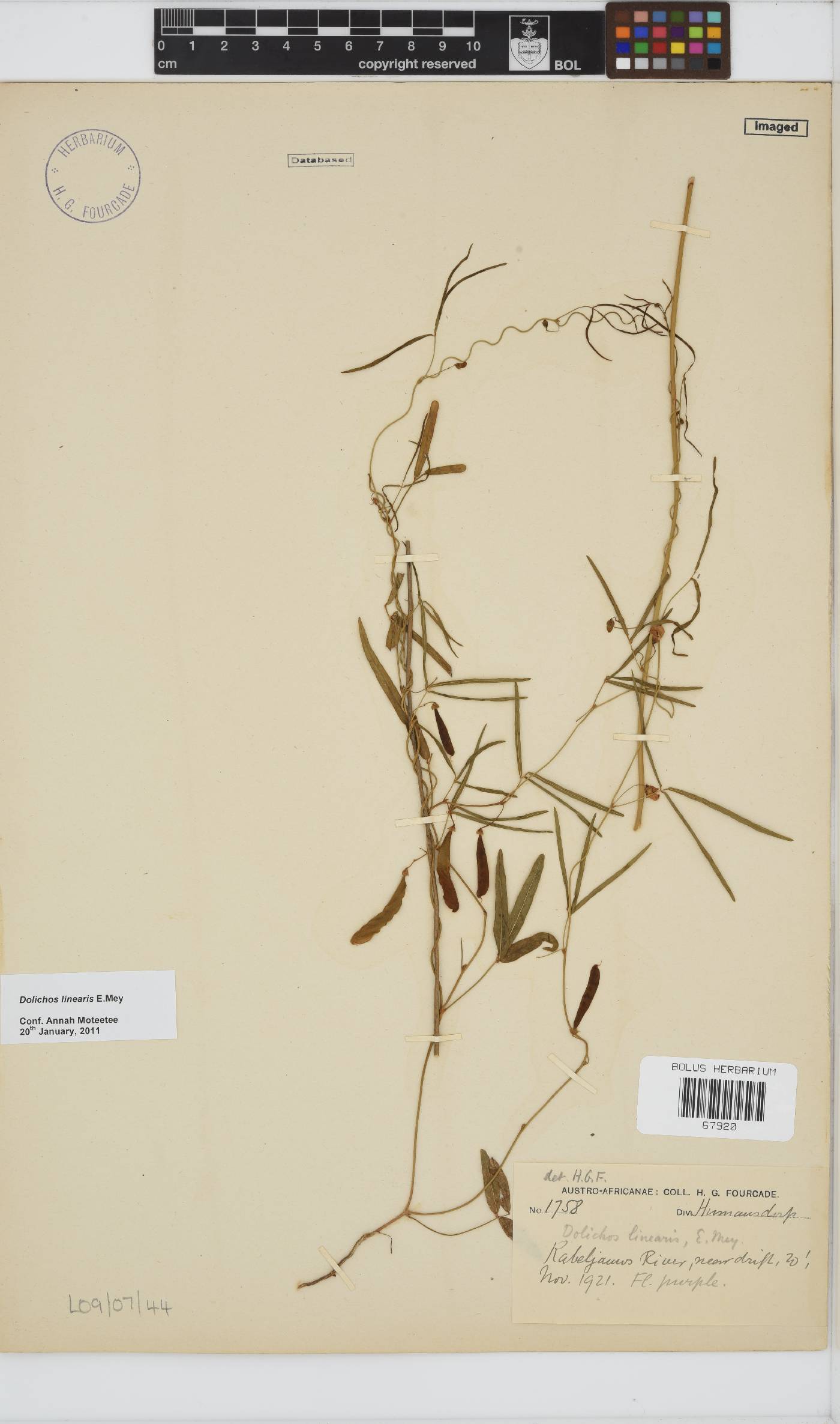 Dolichos linearis image