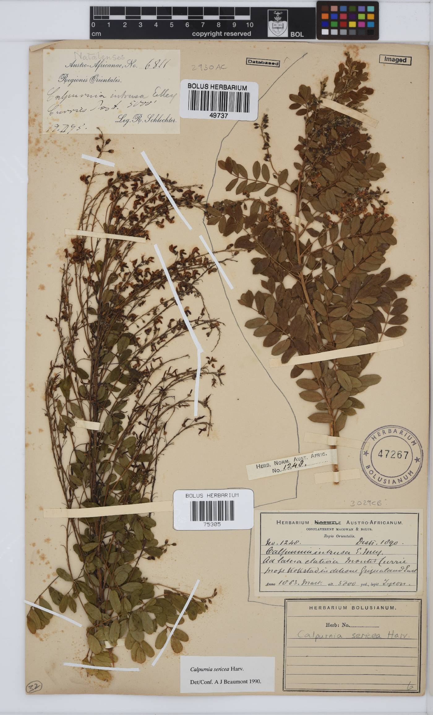 Calpurnia sericea image