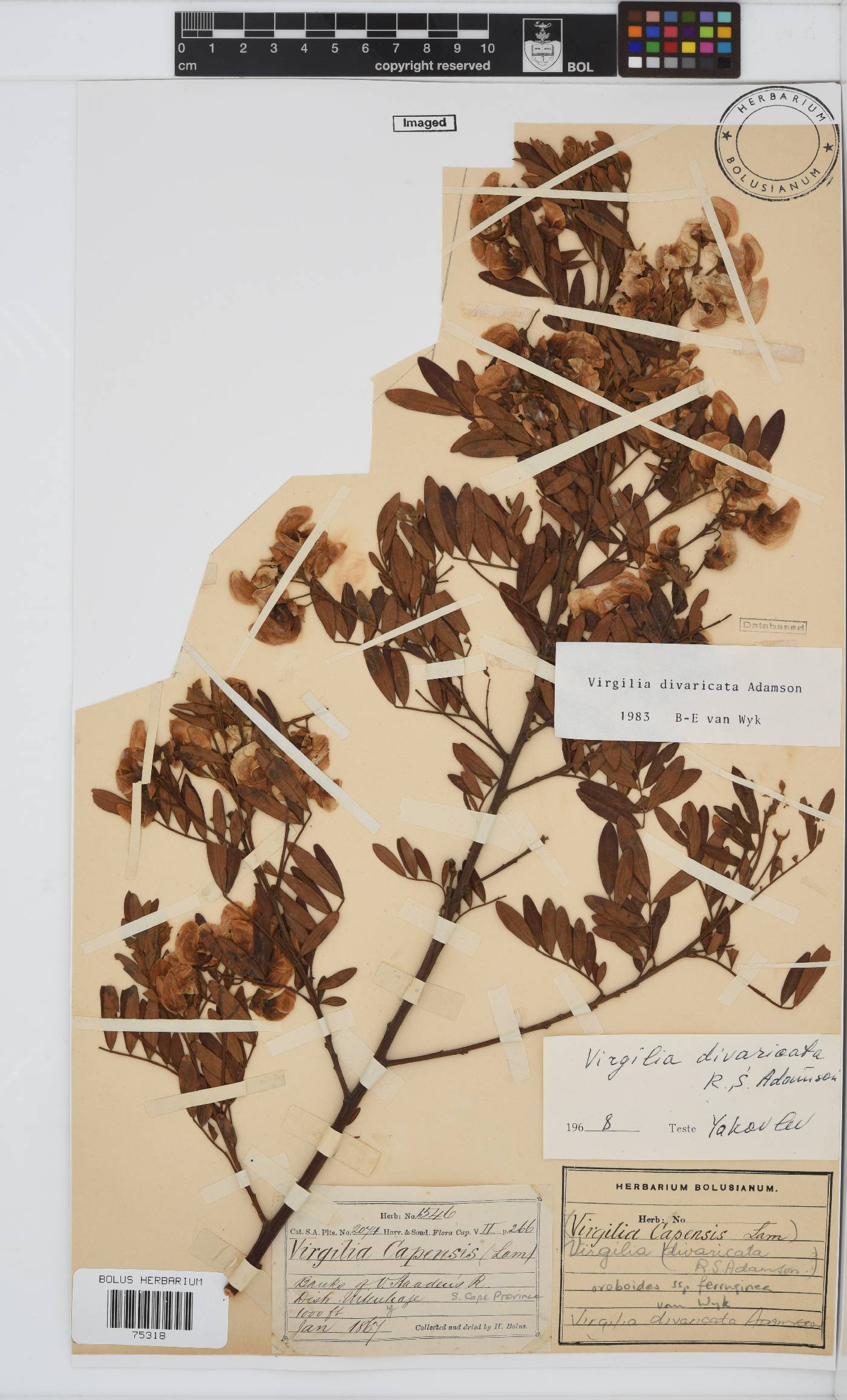 Virgilia divaricata image