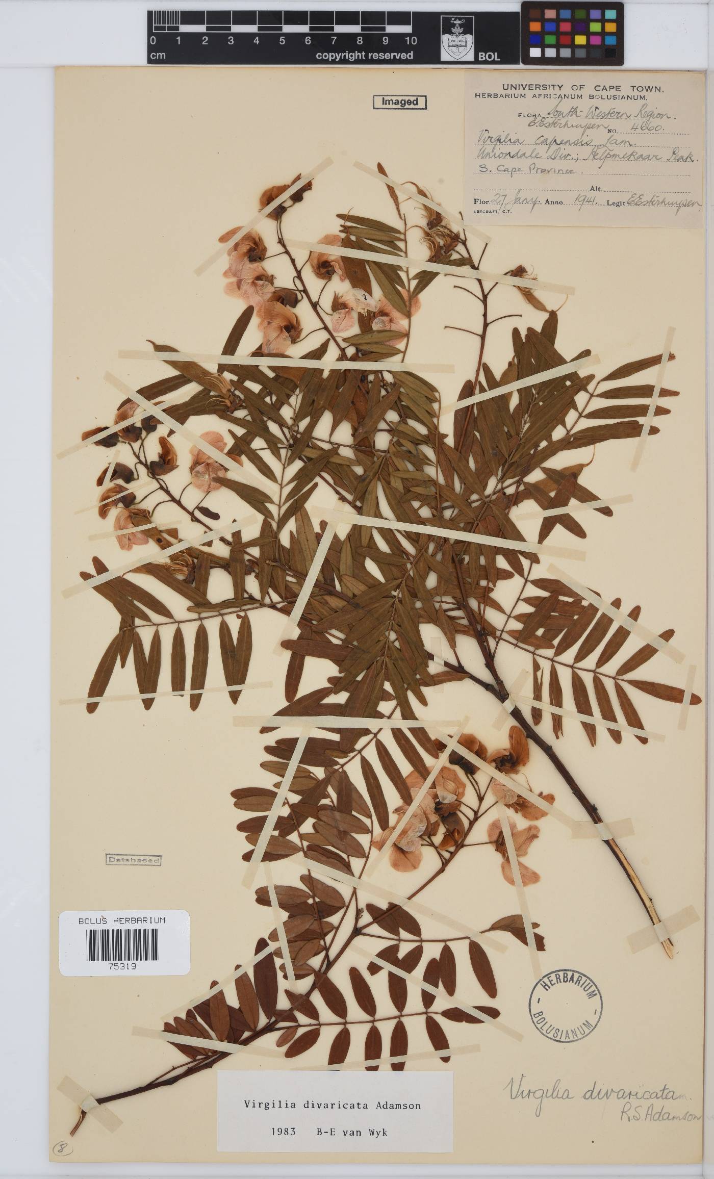 Virgilia divaricata image