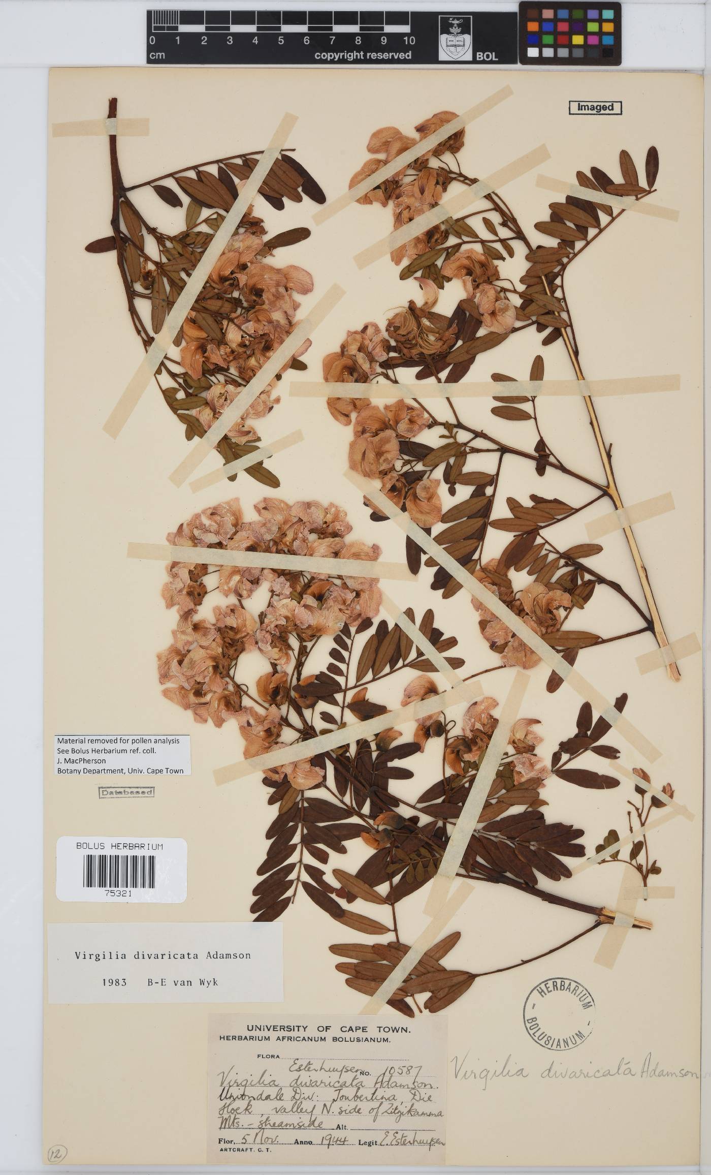 Virgilia divaricata image