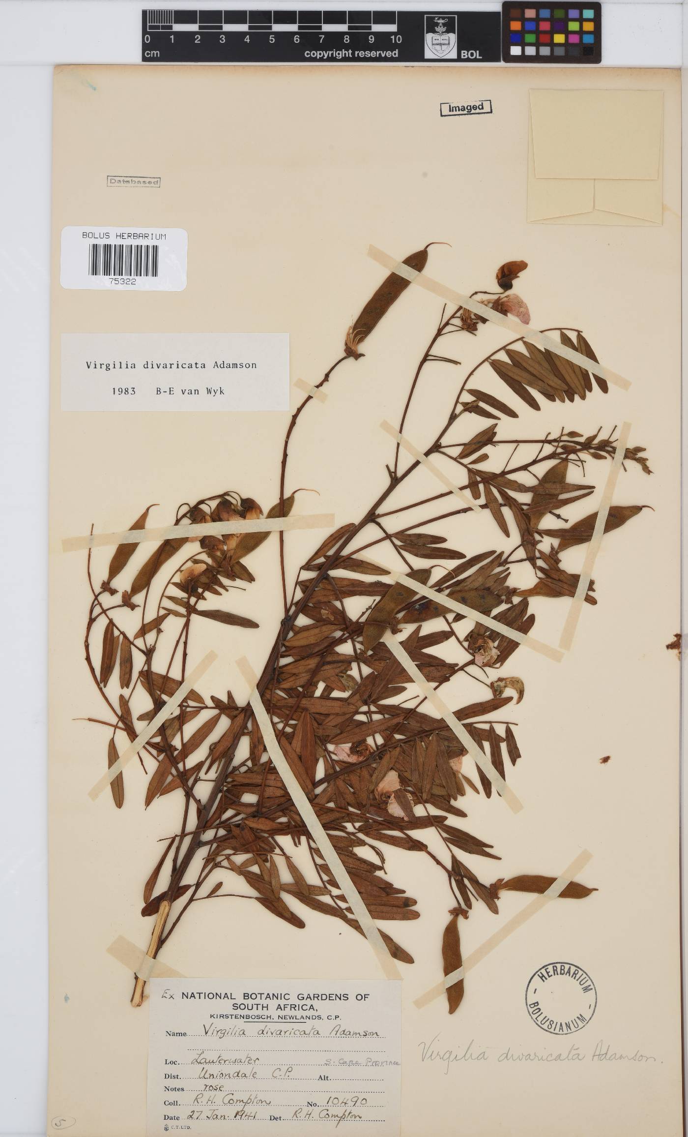 Virgilia divaricata image