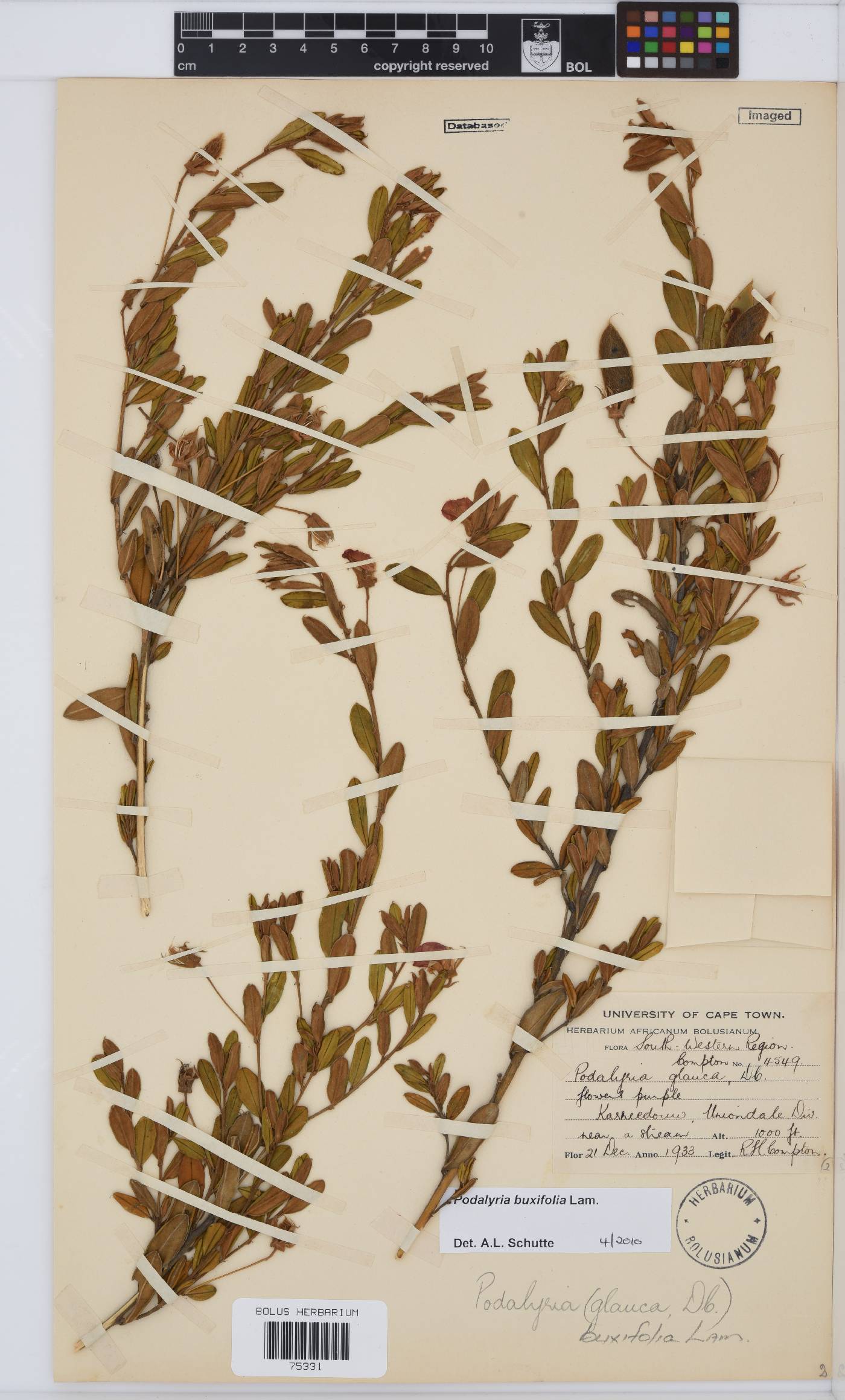 Podalyria buxifolia image