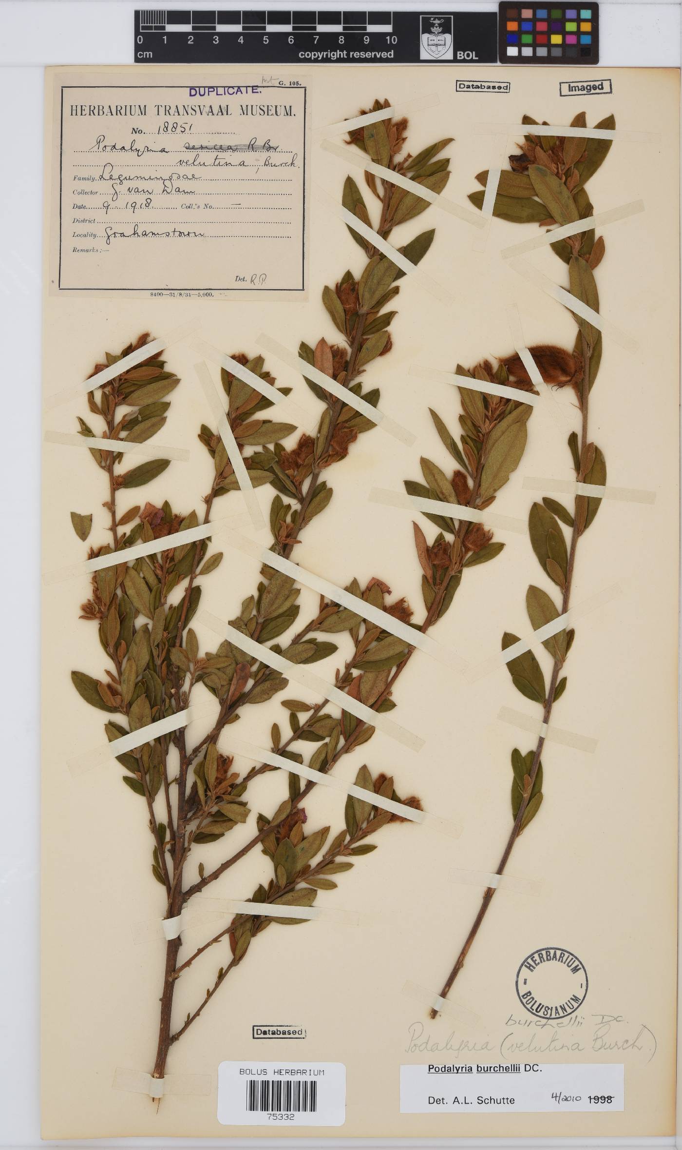 Podalyria burchellii image