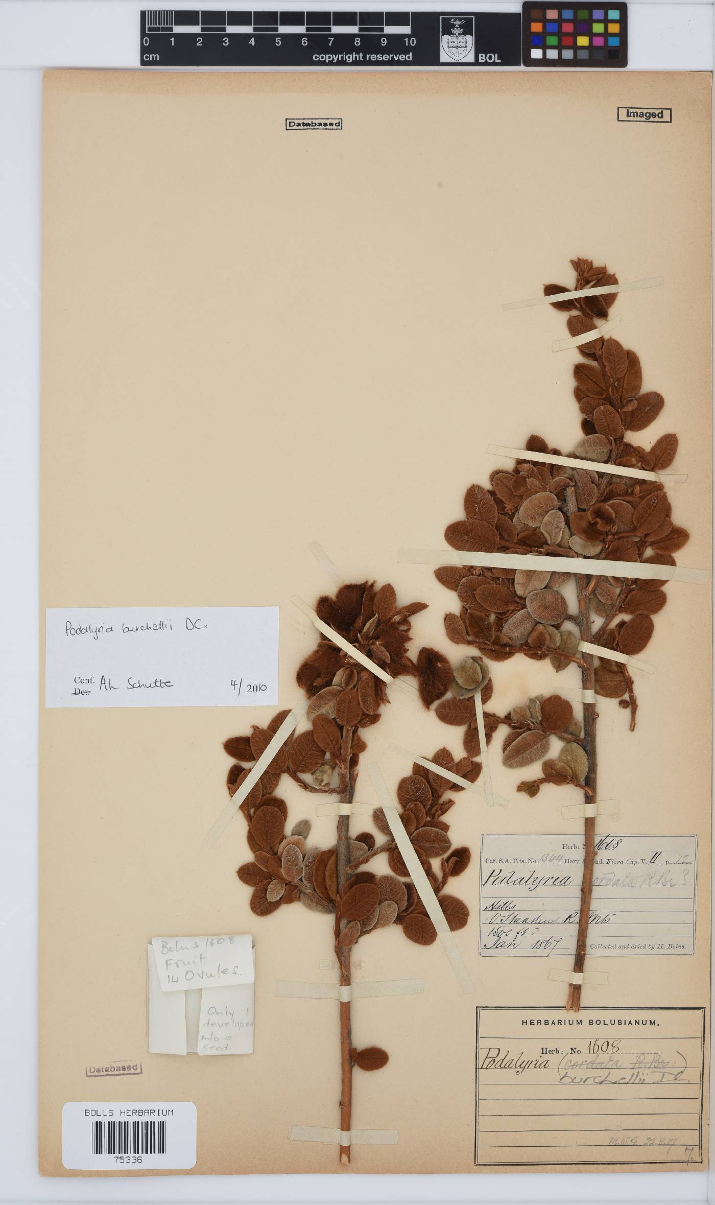 Podalyria burchellii image