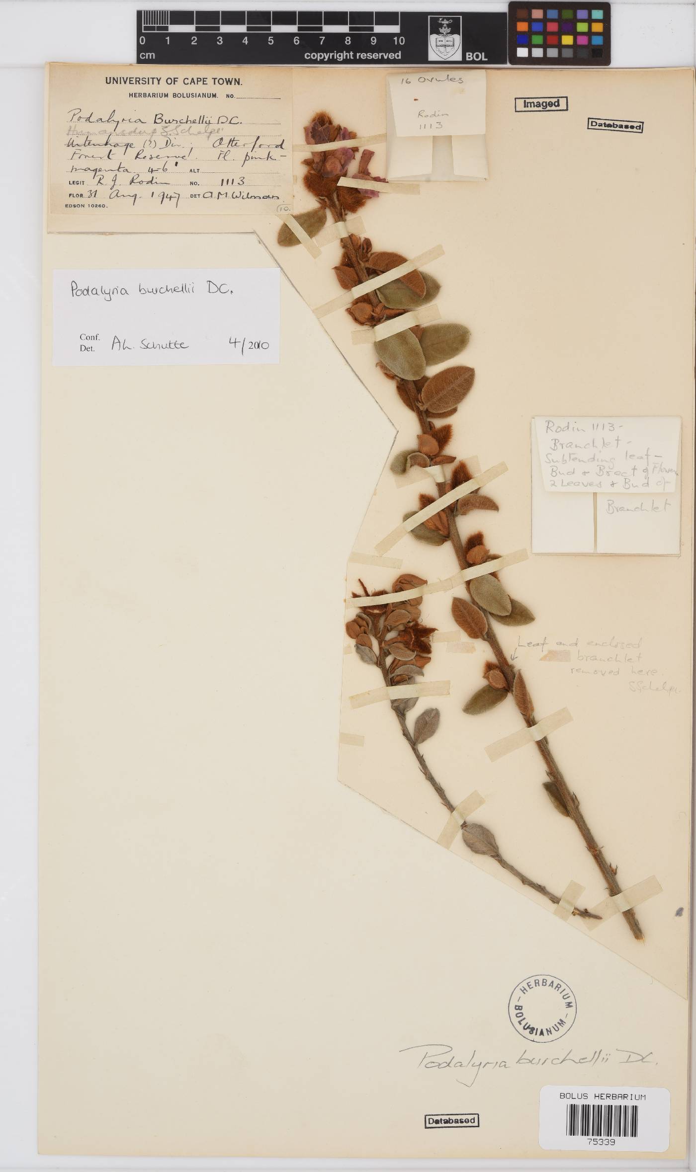 Podalyria burchellii image