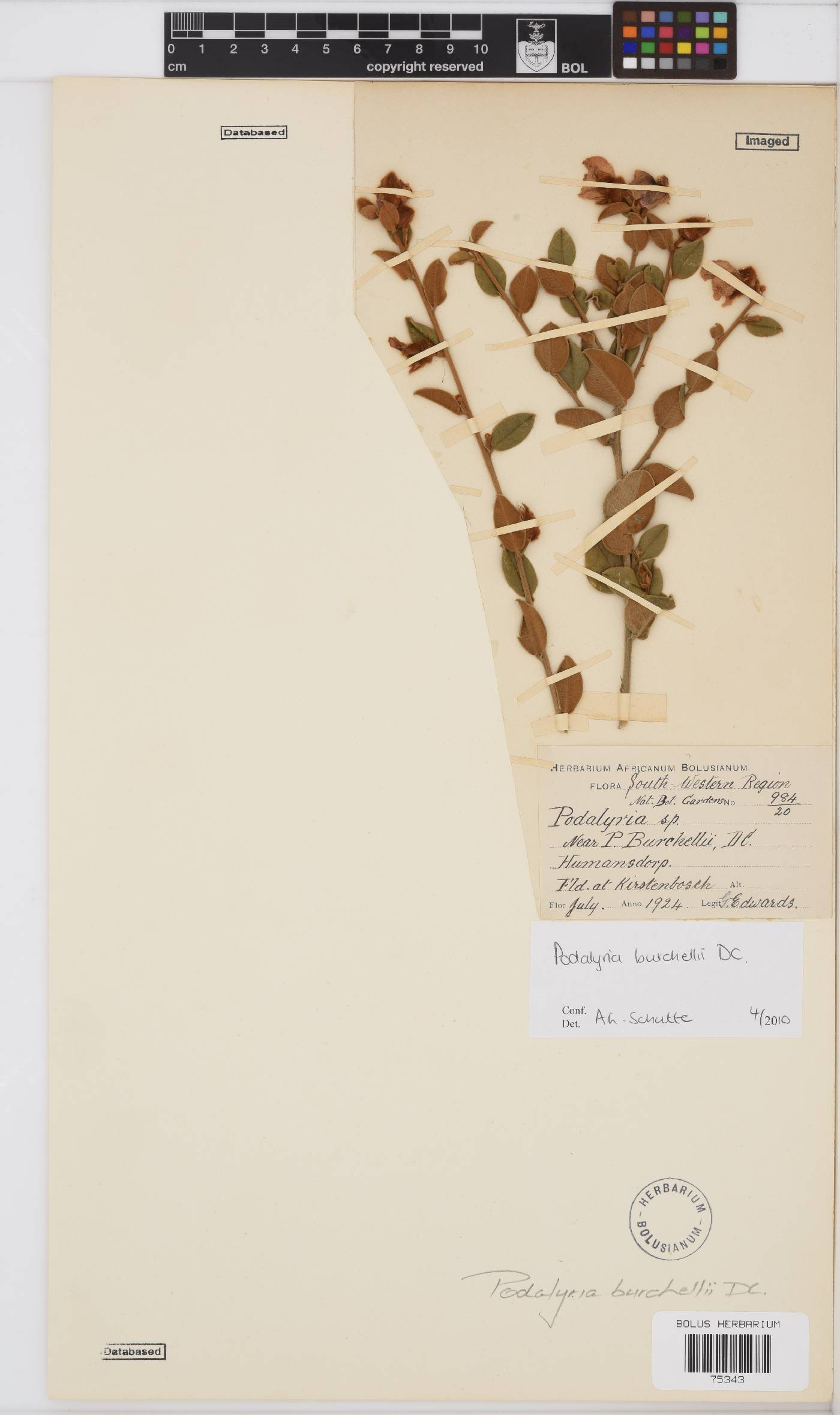 Podalyria burchellii image
