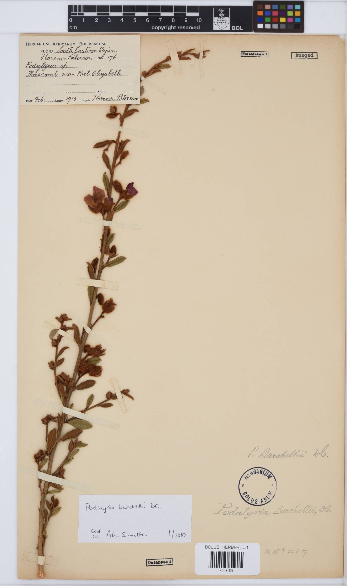 Podalyria burchellii image