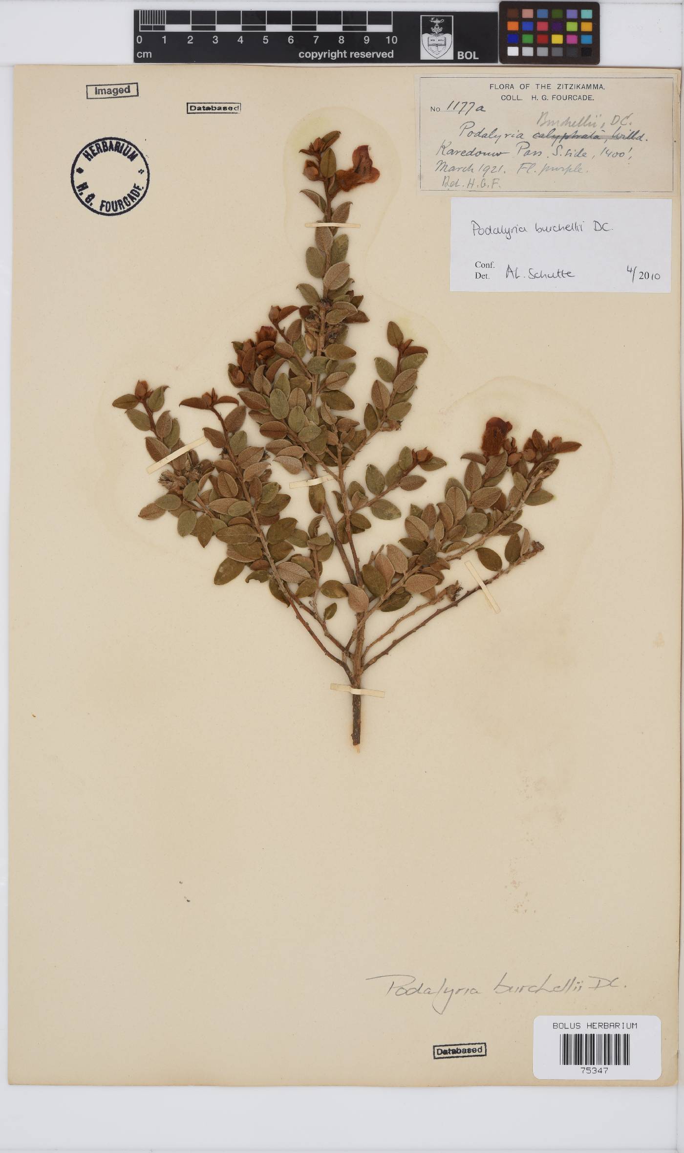 Podalyria burchellii image