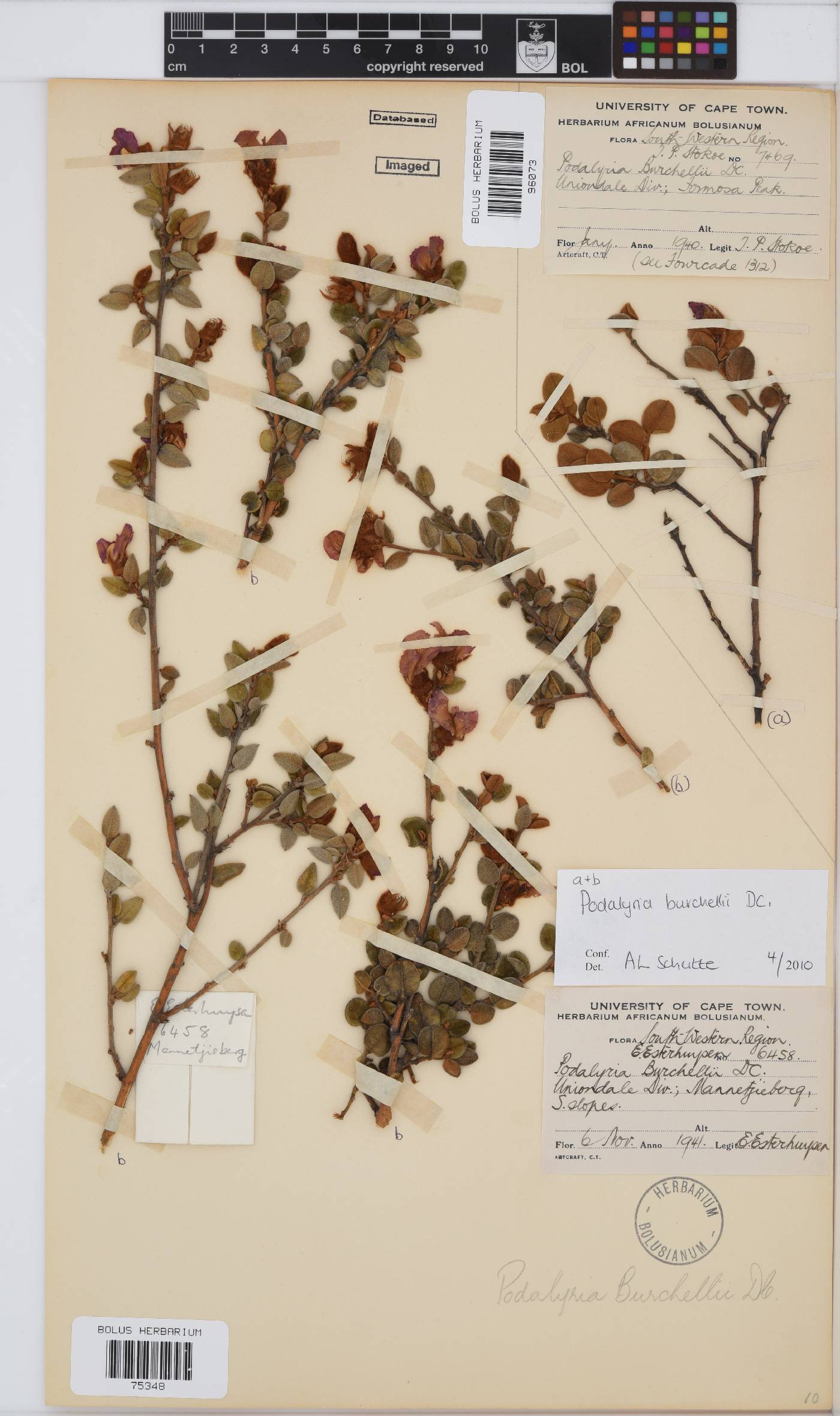 Podalyria burchellii image