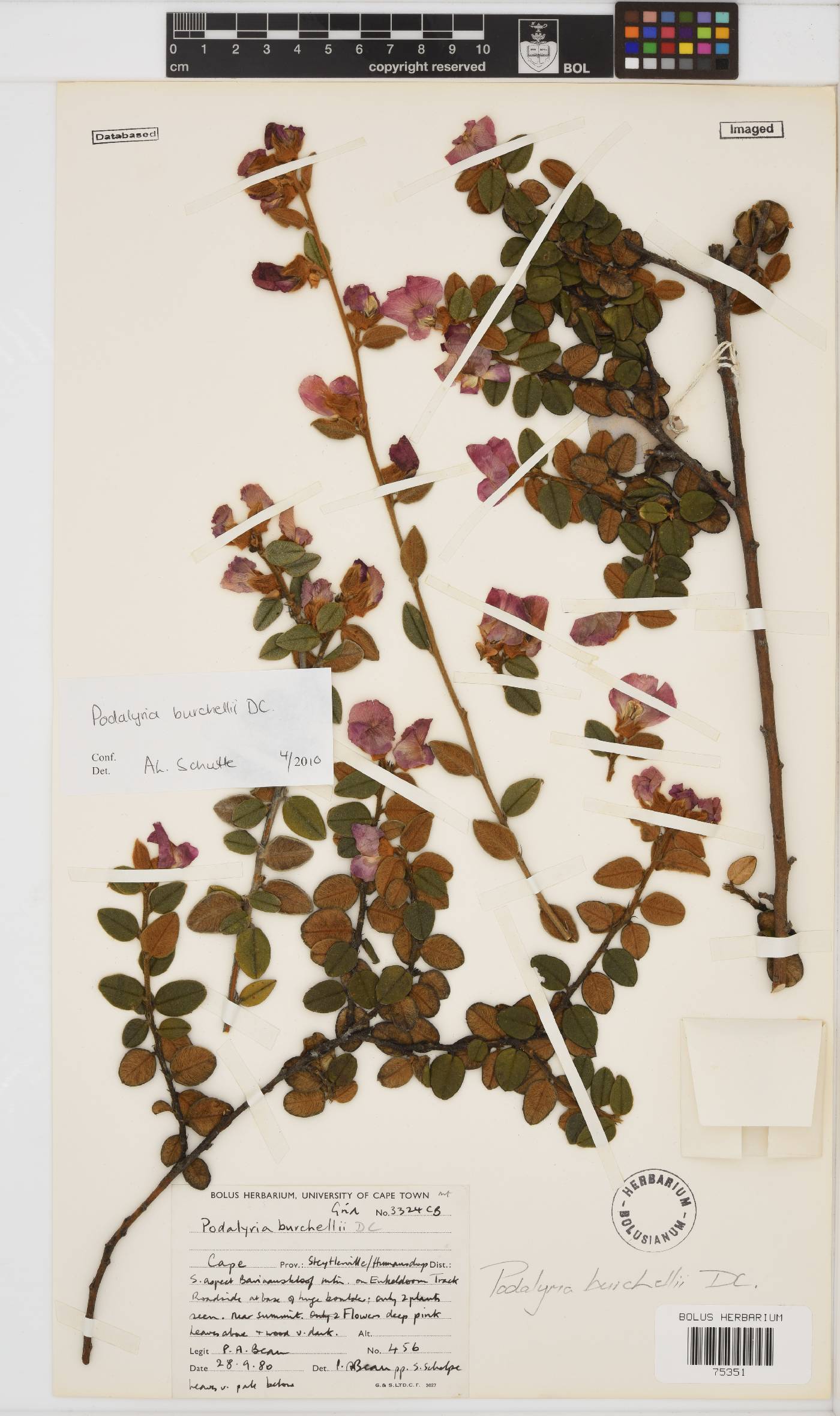 Podalyria burchellii image