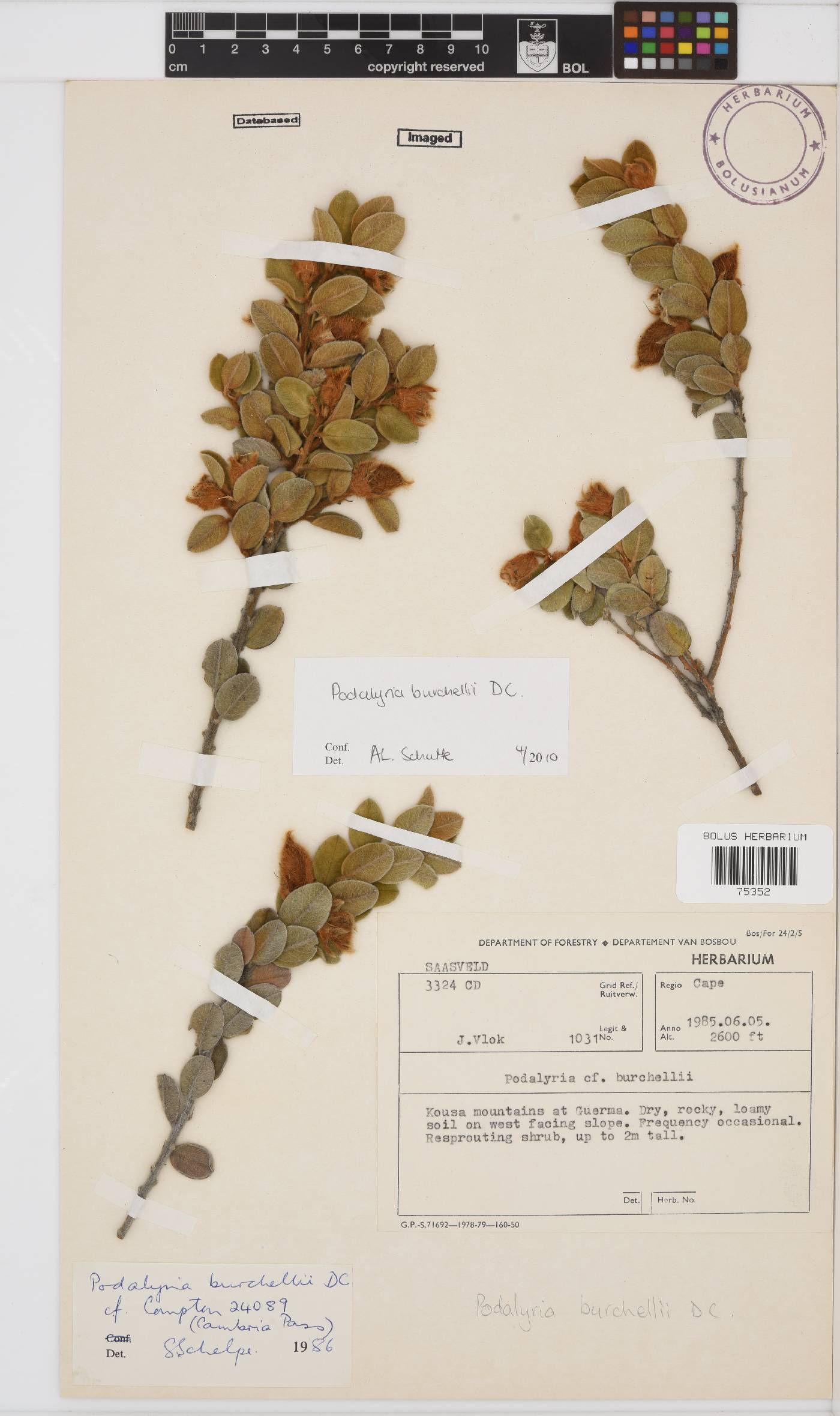 Podalyria burchellii image