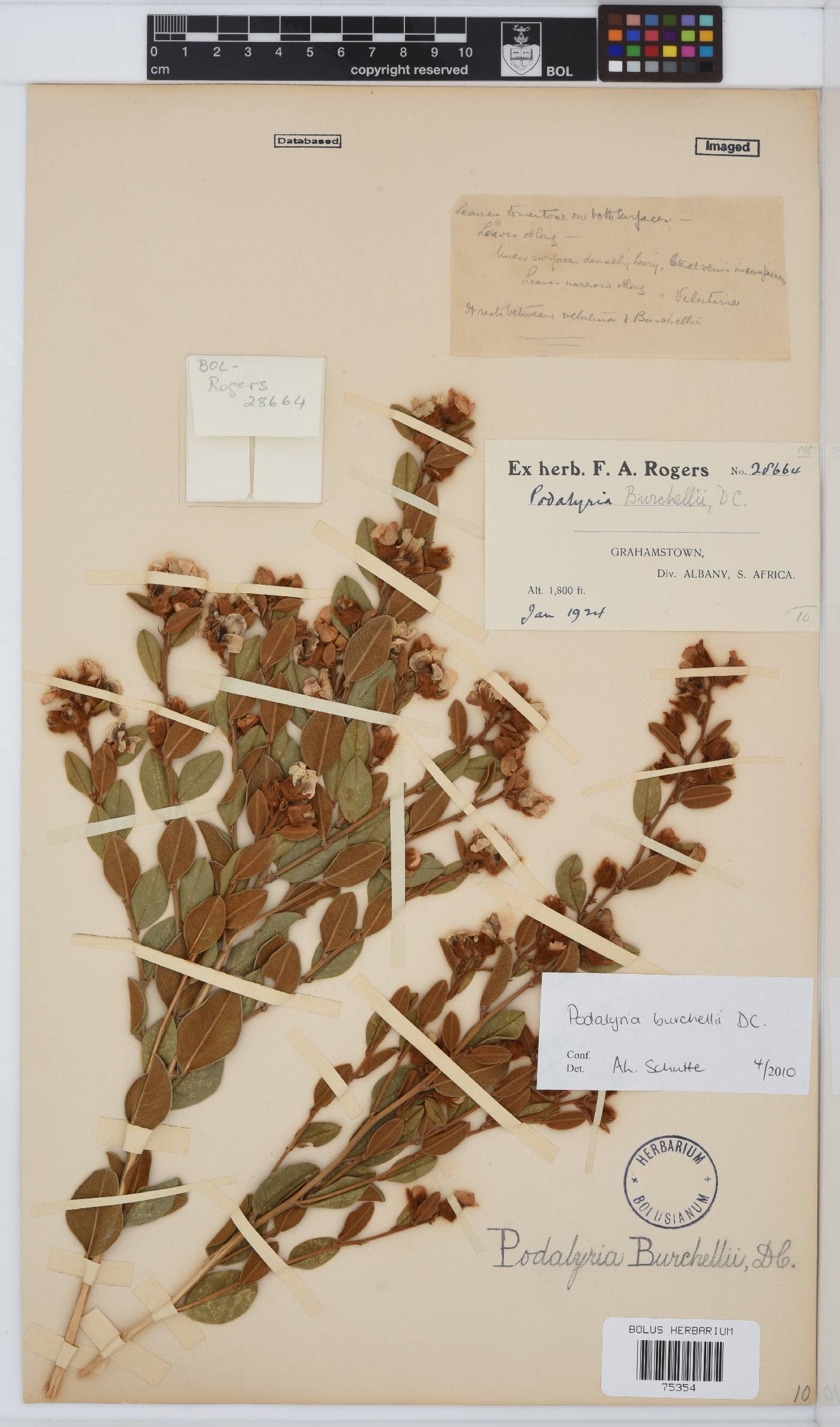 Podalyria burchellii image