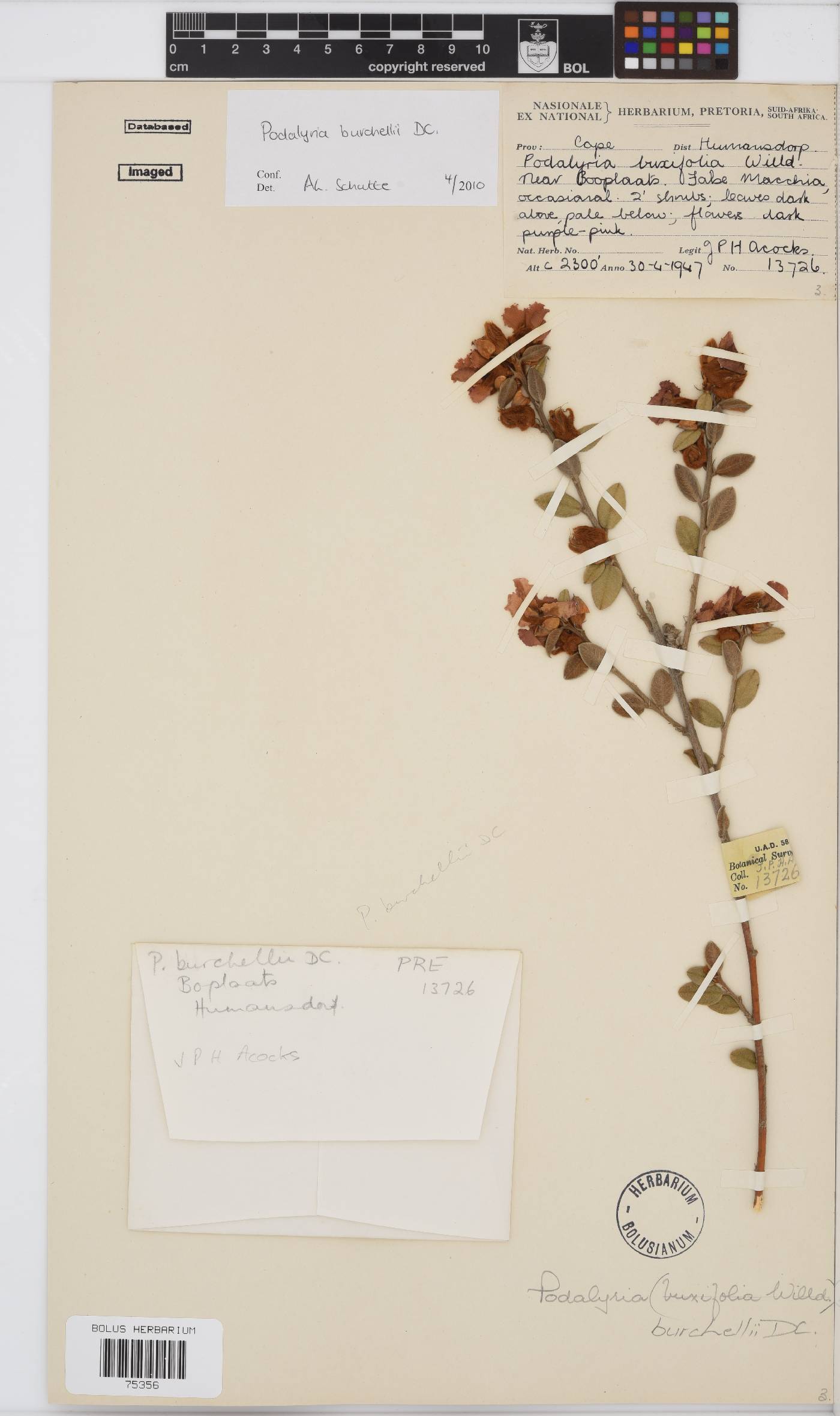 Podalyria burchellii image