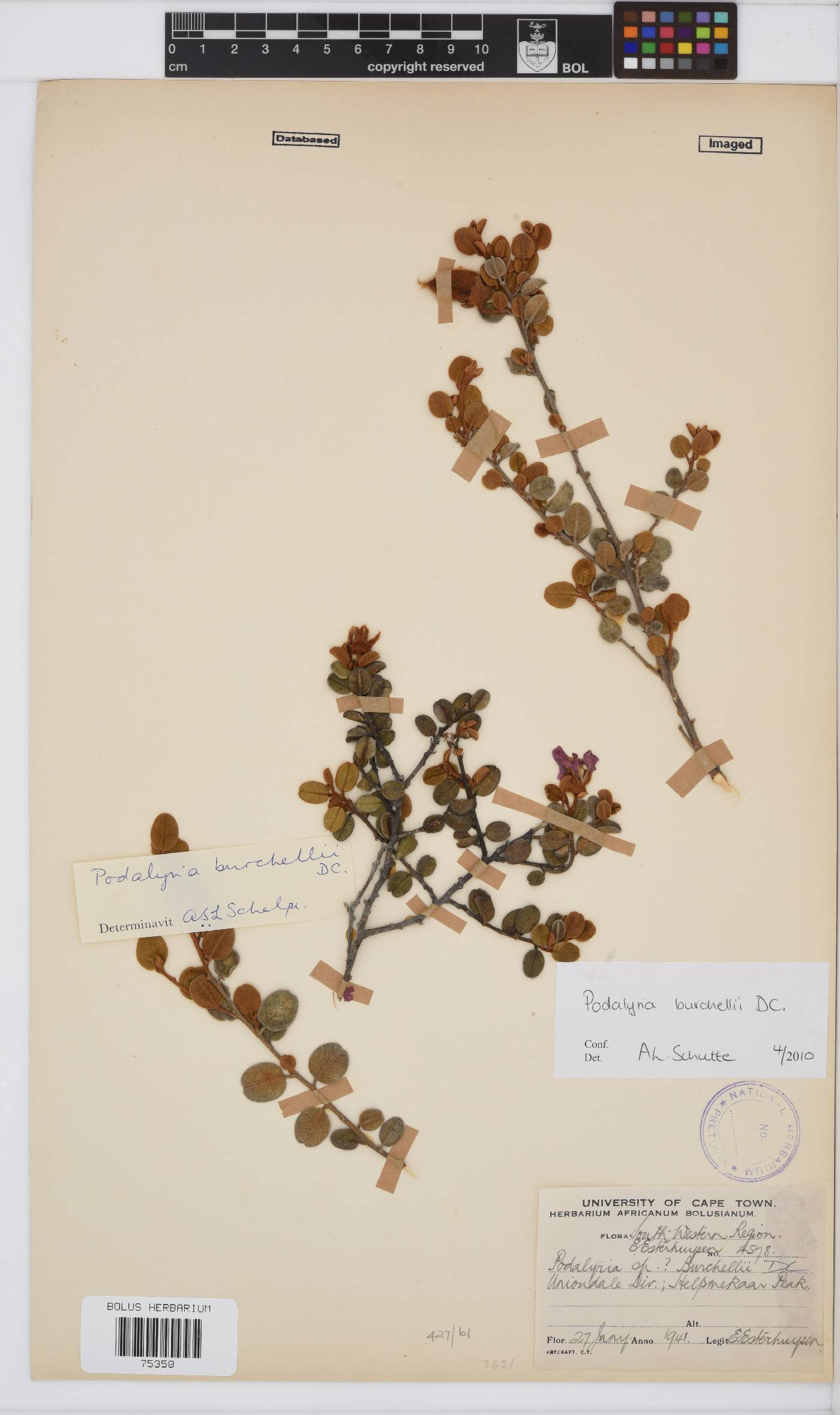 Podalyria burchellii image