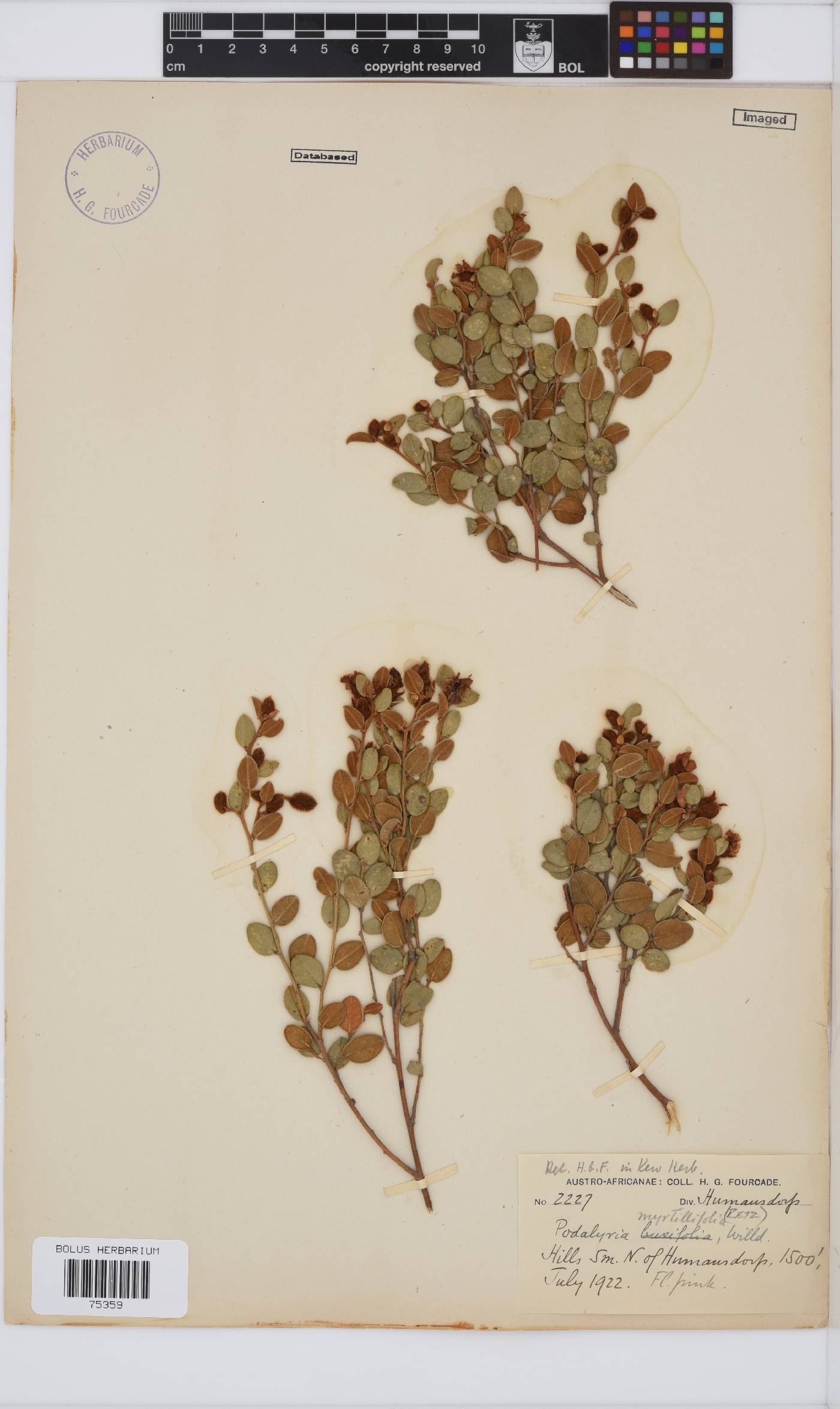 Podalyria myrtillifolia image