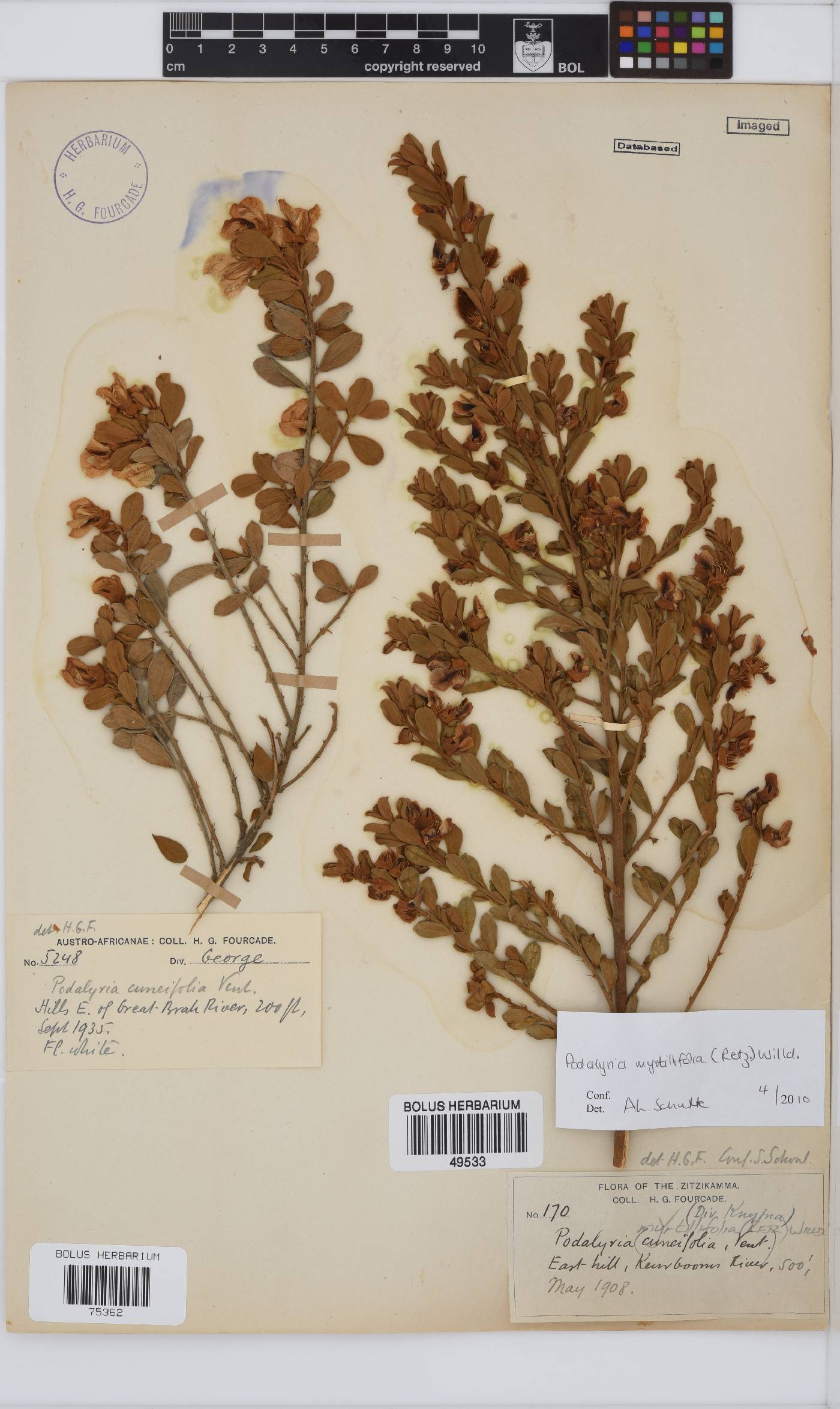 Podalyria myrtillifolia image
