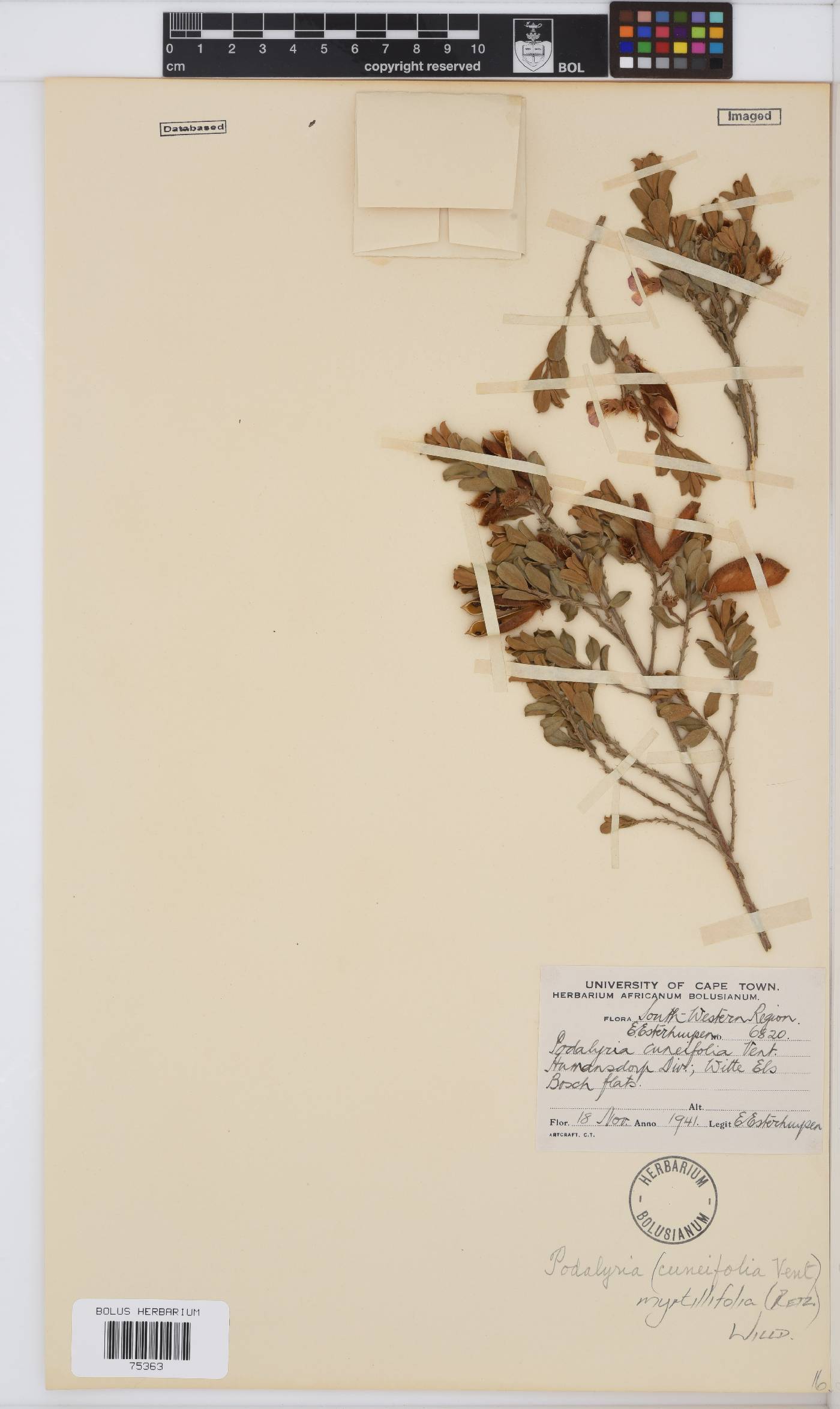 Podalyria myrtillifolia image