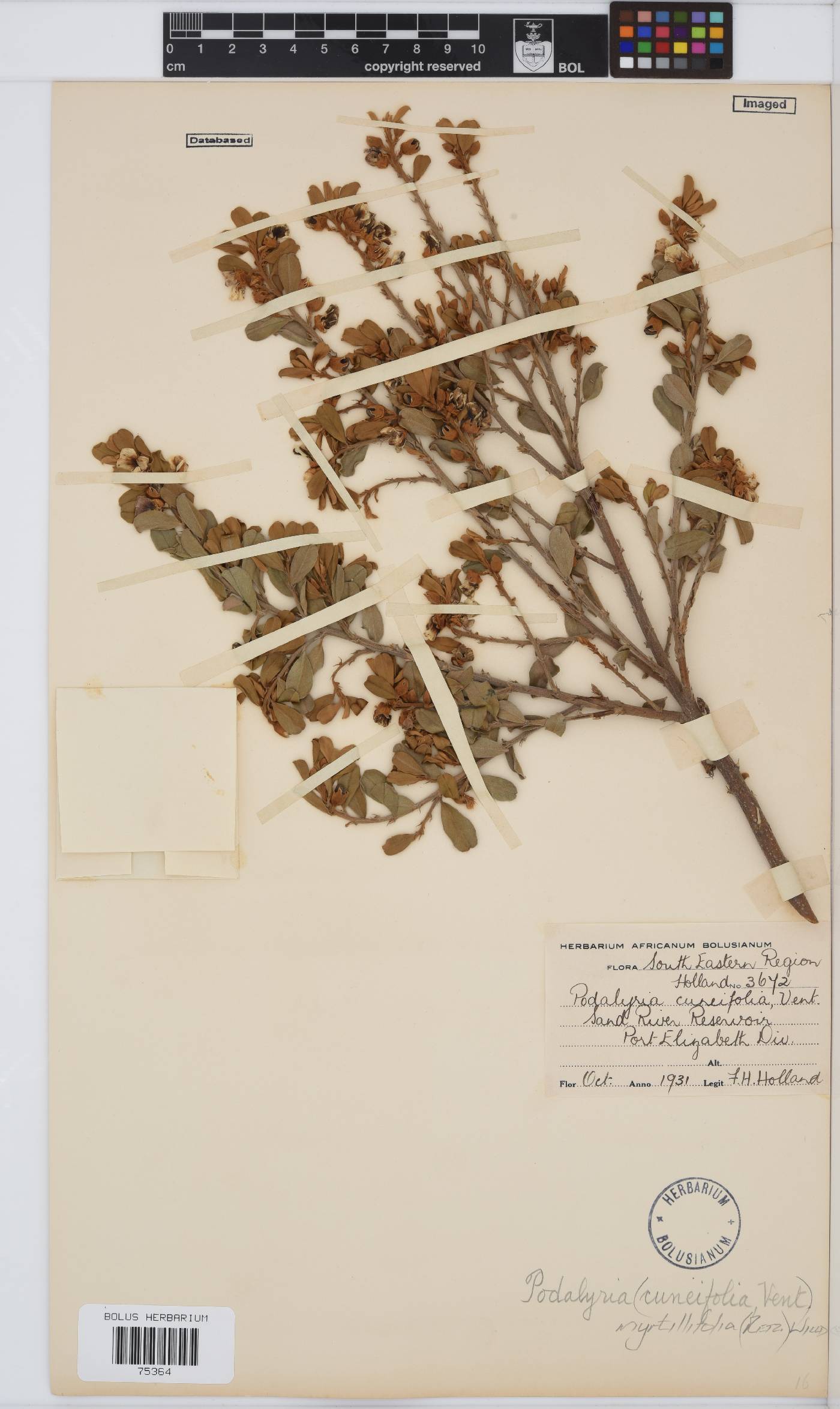 Podalyria myrtillifolia image