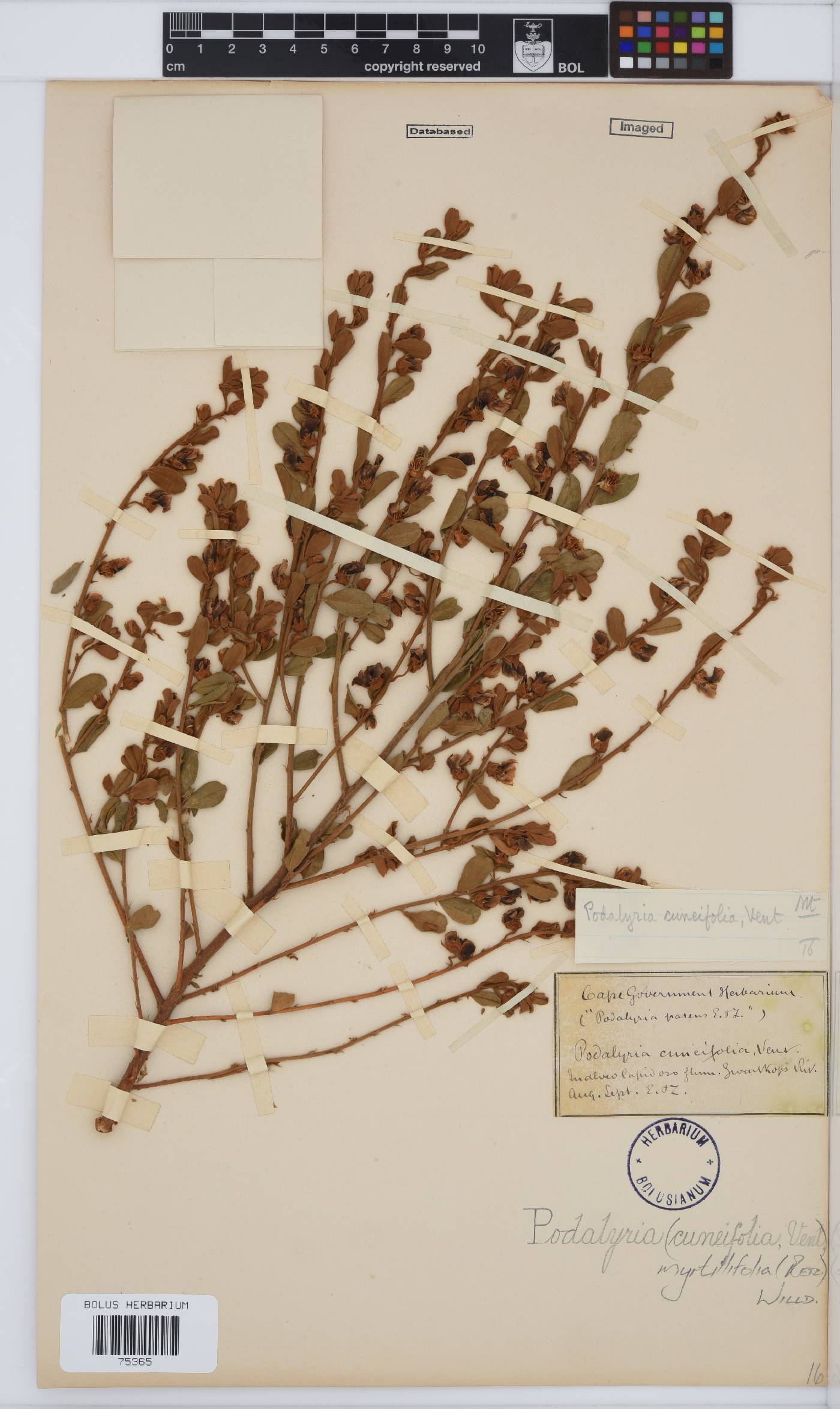 Podalyria myrtillifolia image