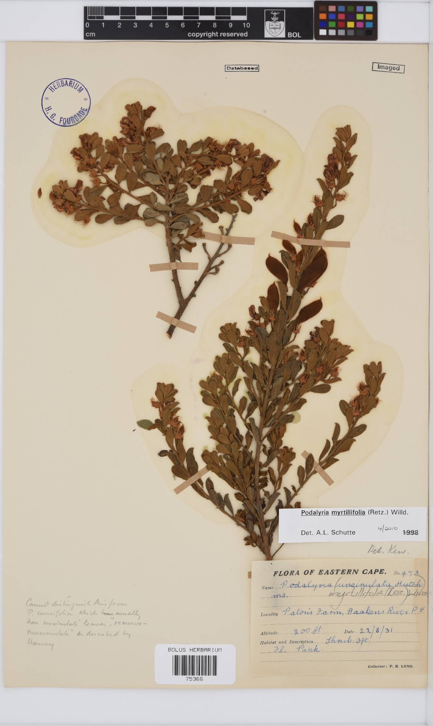 Podalyria myrtillifolia image