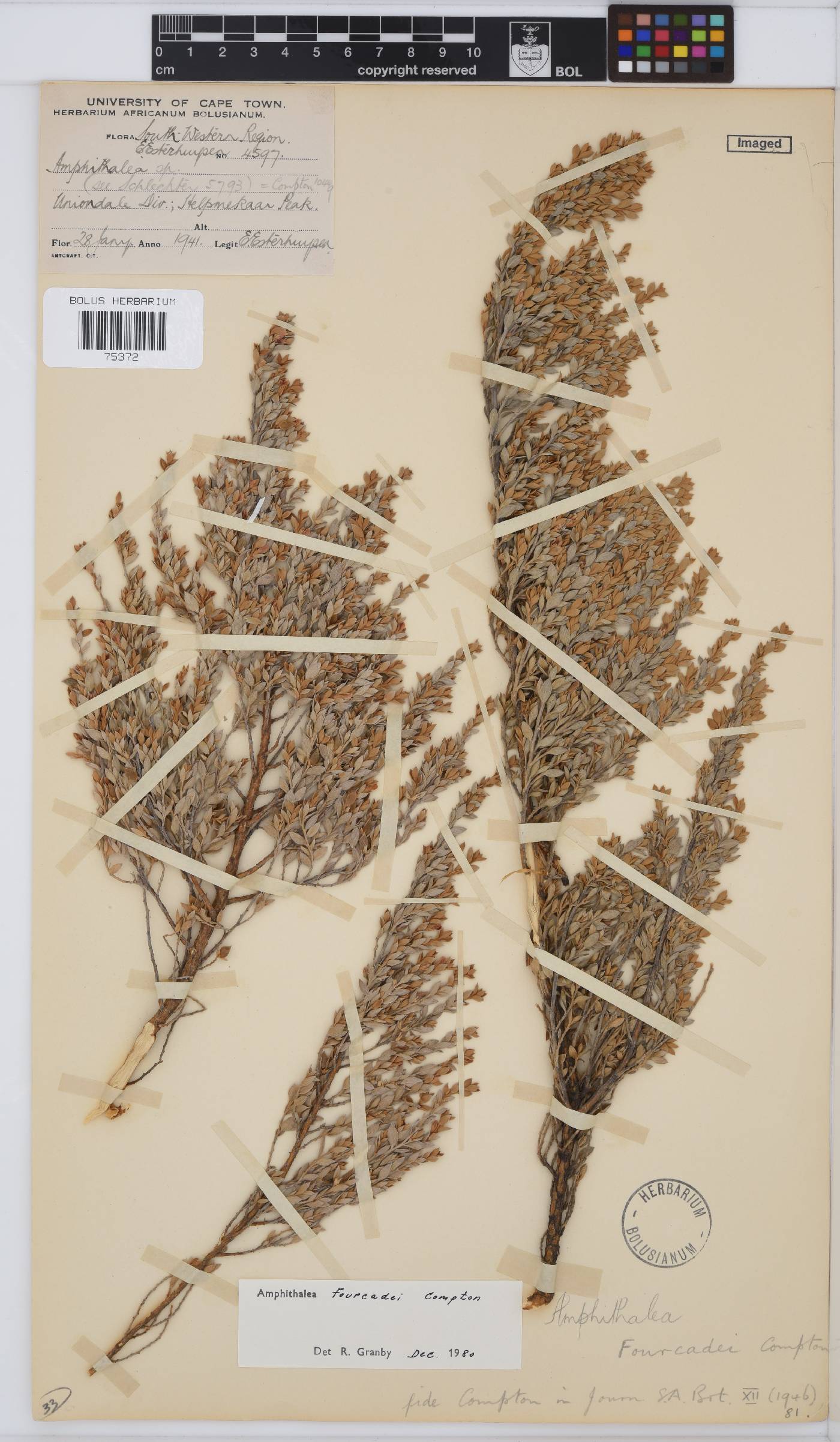 Amphithalea fourcadei image
