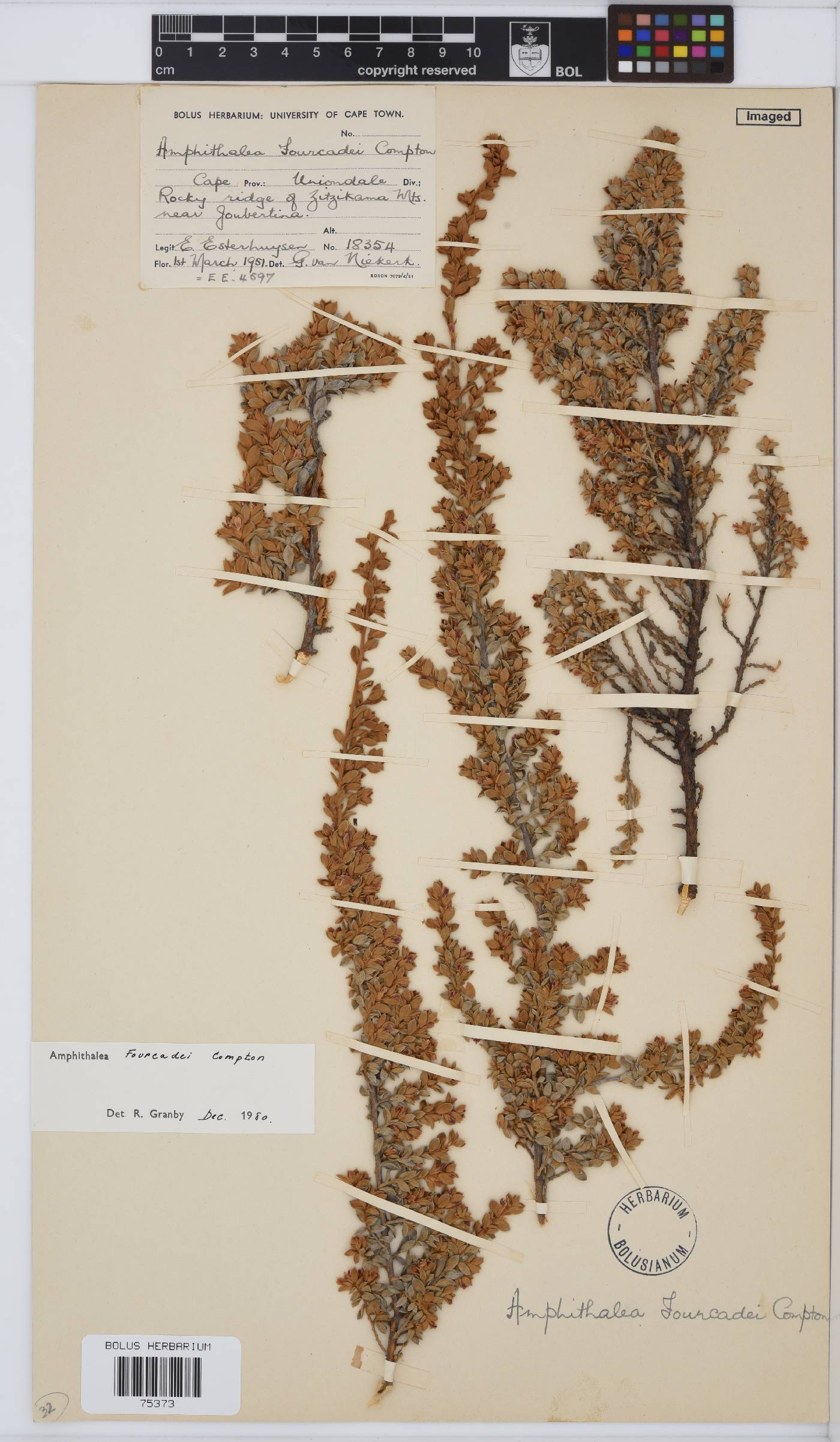 Amphithalea fourcadei image