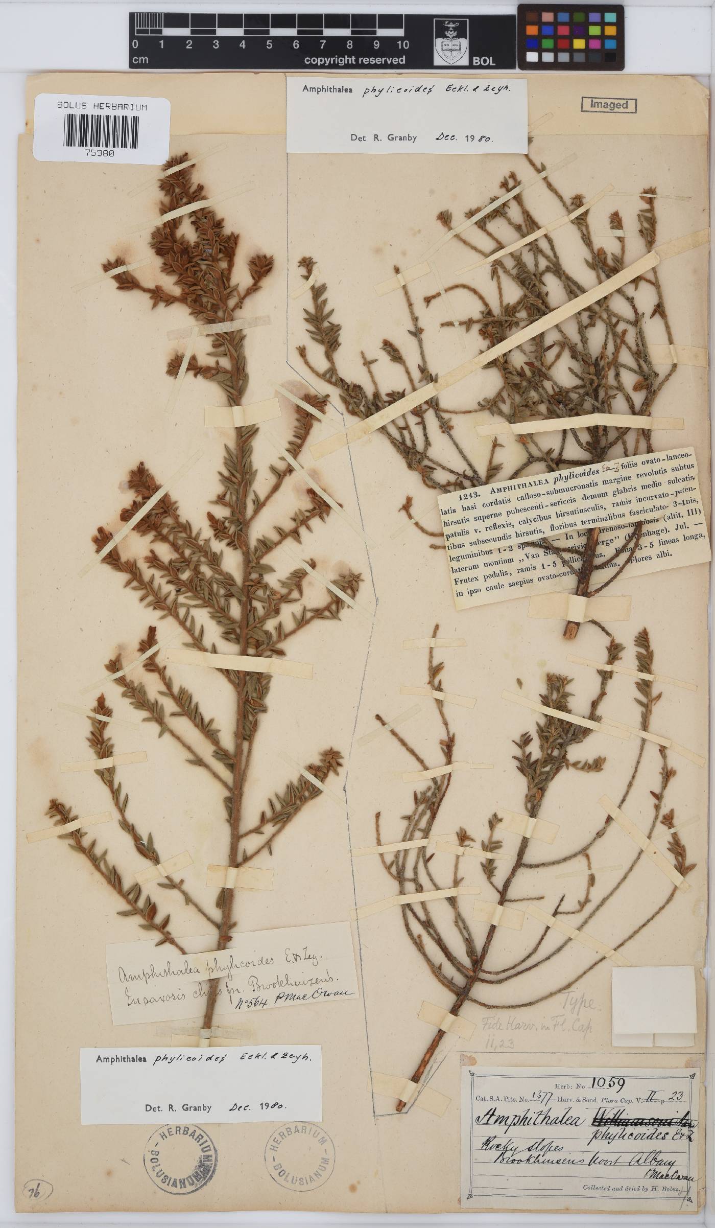 Amphithalea phylicoides image
