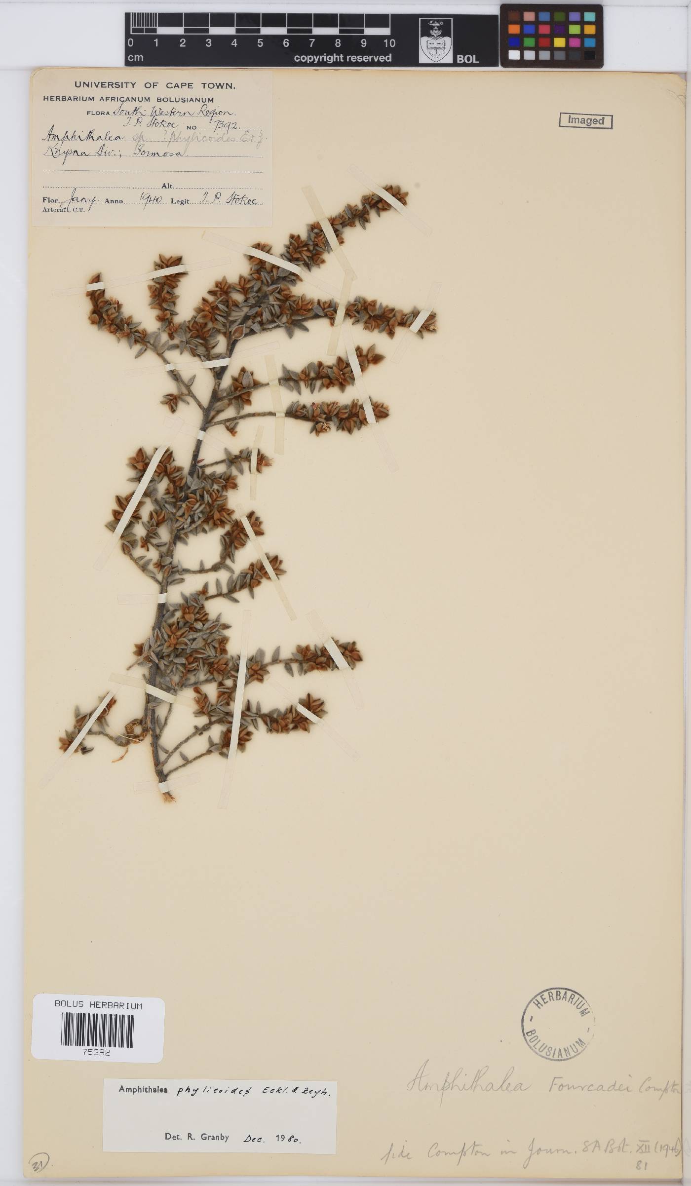Amphithalea phylicoides image