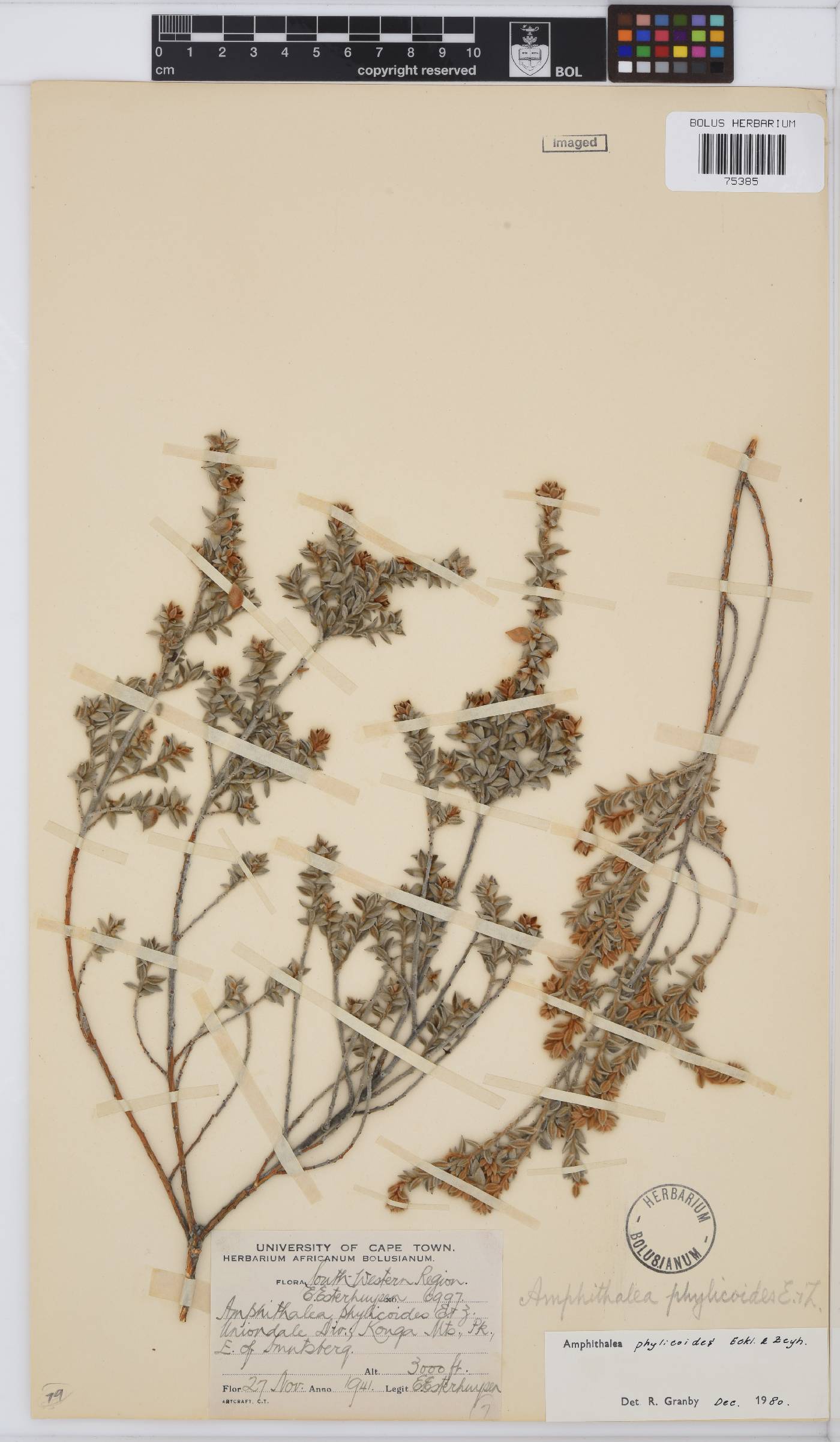 Amphithalea phylicoides image