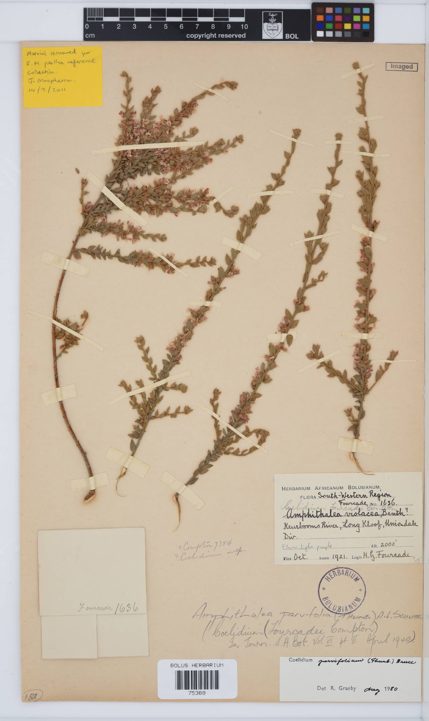 Amphithalea parvifolia image