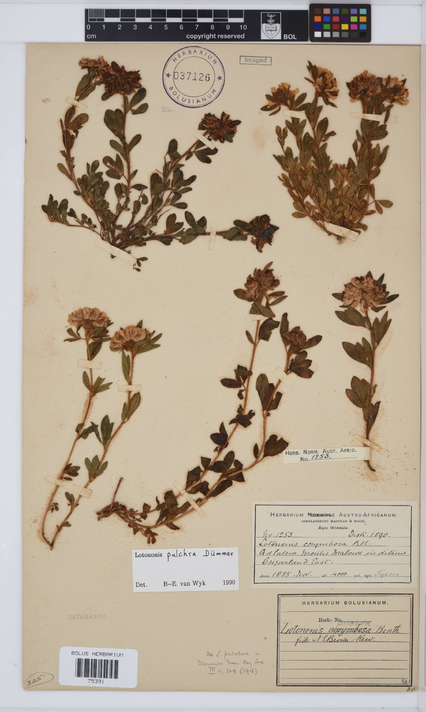Leobordea pulchra image