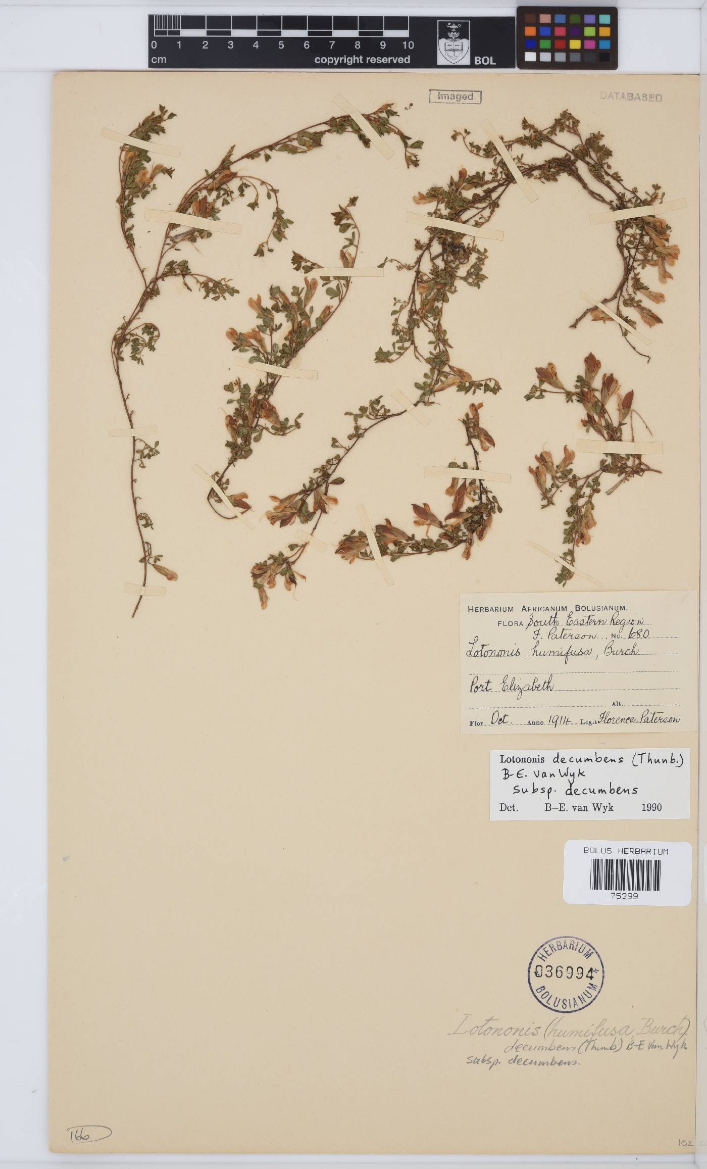 Leobordea decumbens image