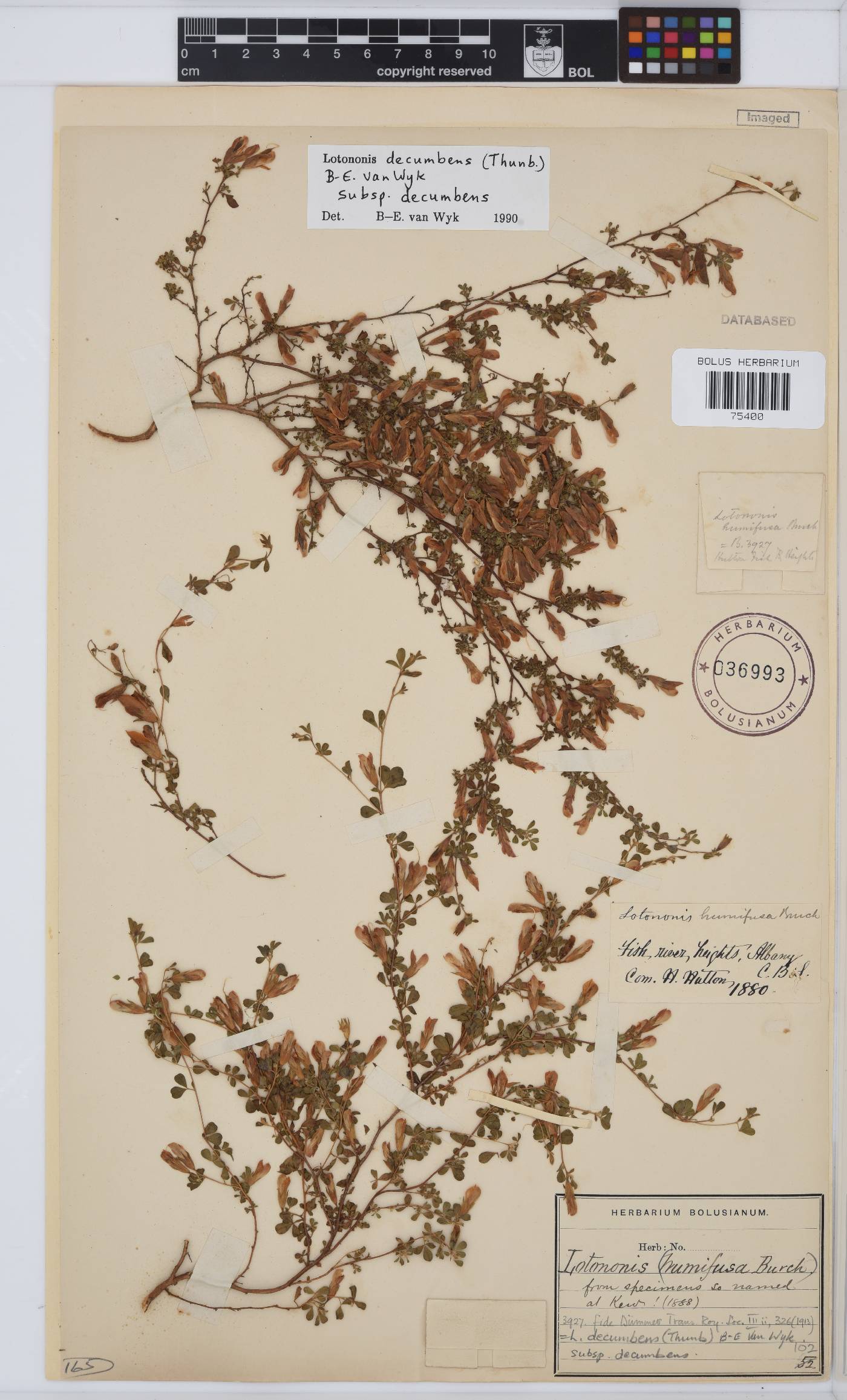 Leobordea decumbens image