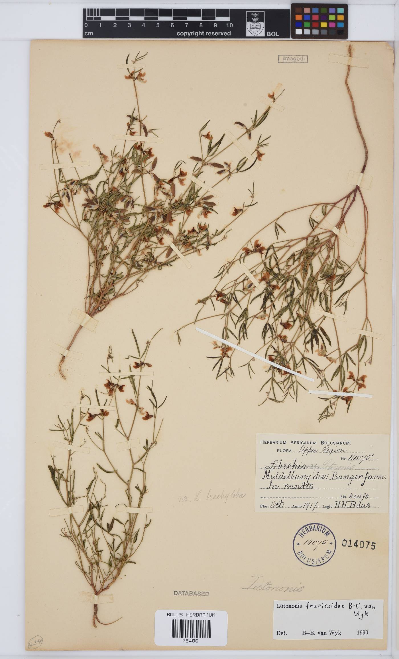 Lotononis fruticoides image