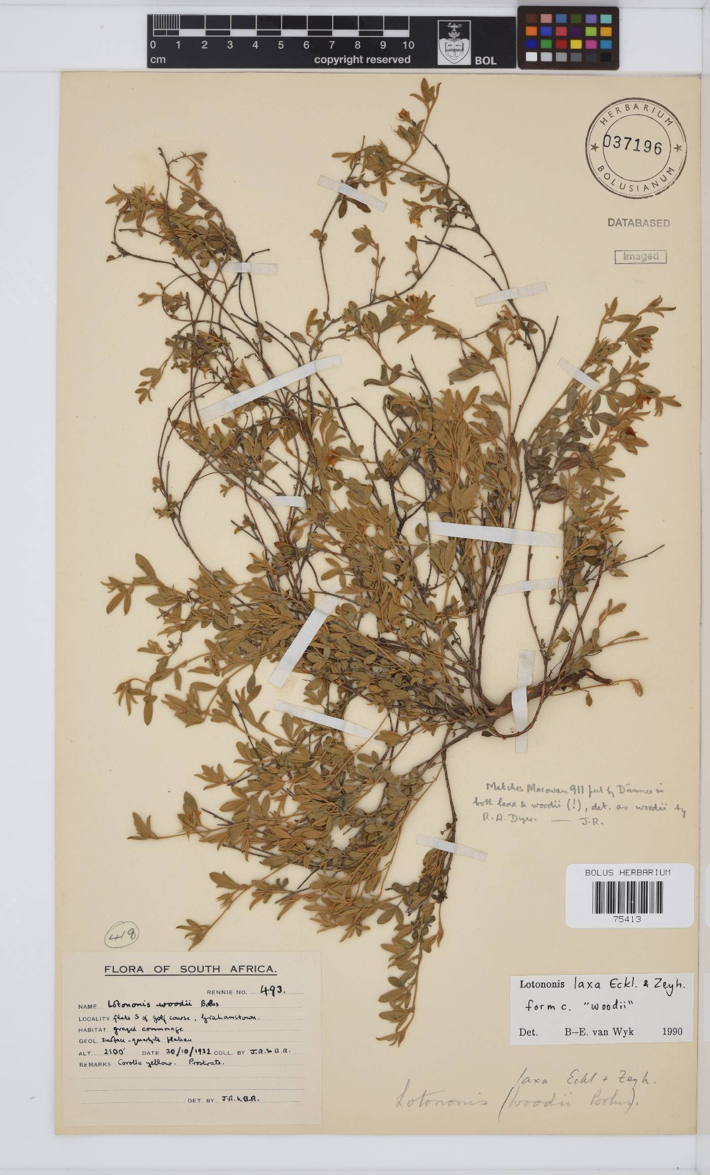 Lotononis laxa image